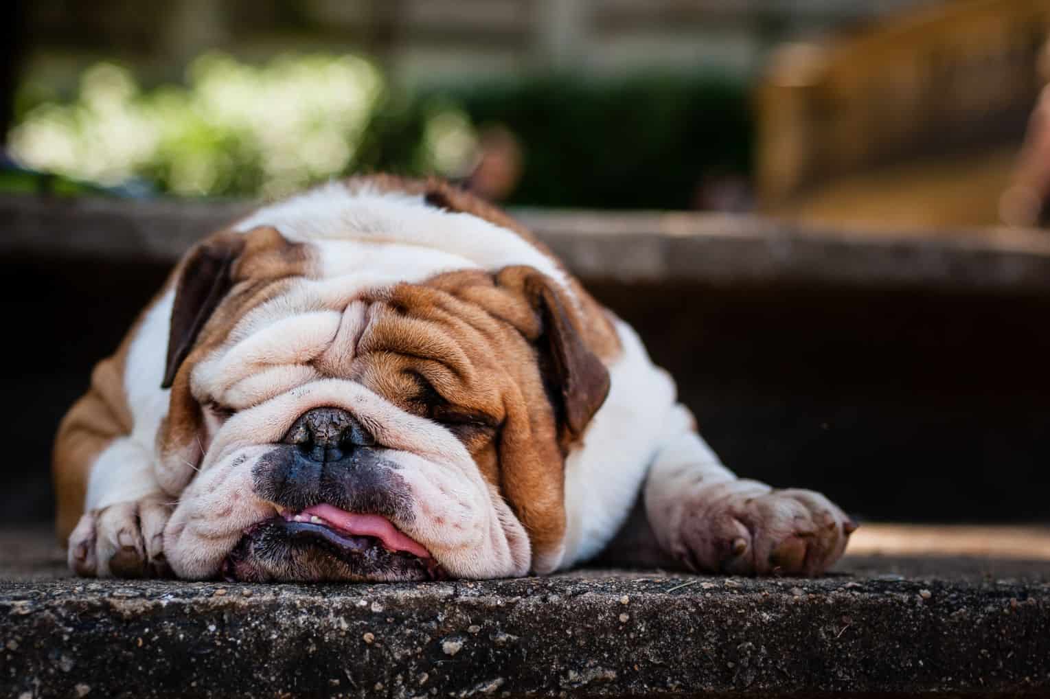 A bulldog sleeping.