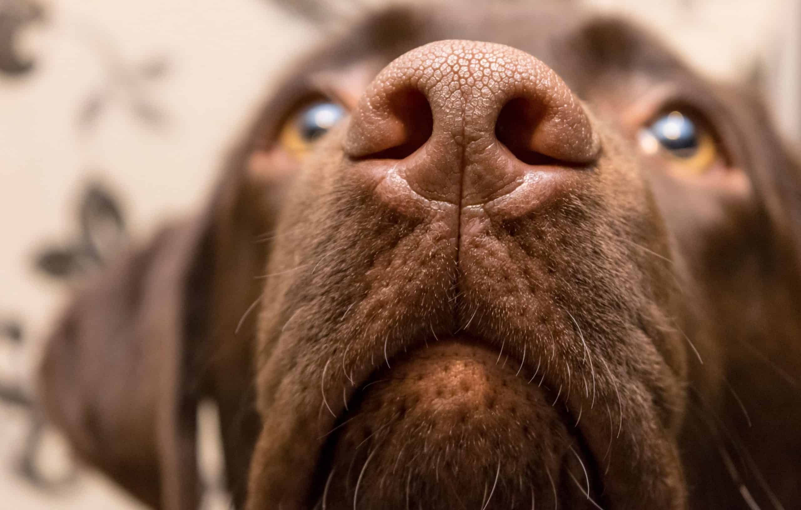 A closeup of the nose of a dog with asthma.
