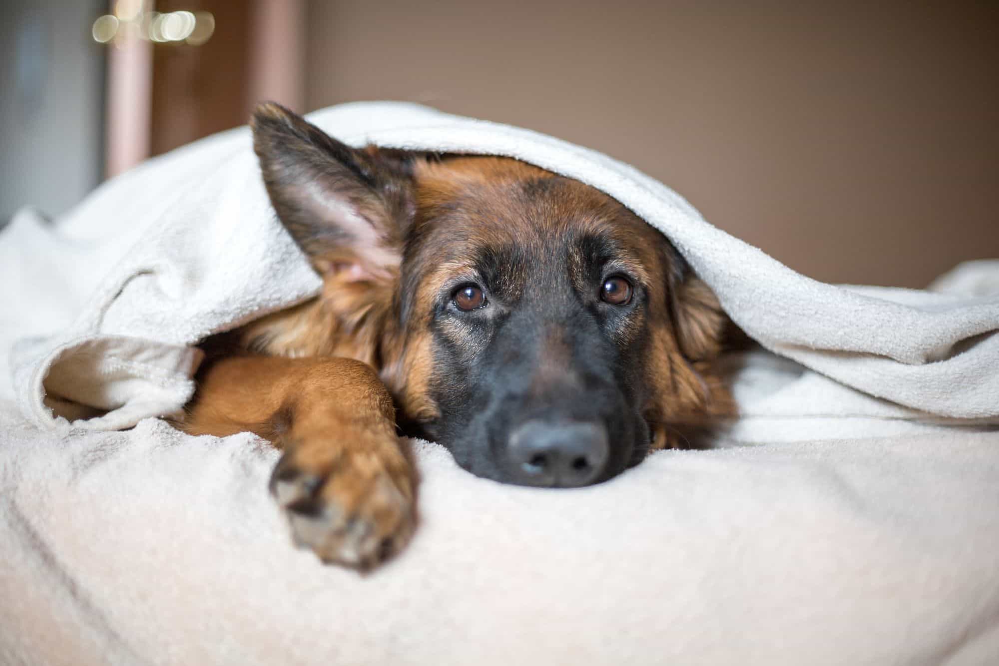 Depressed pet, dog under blanket.