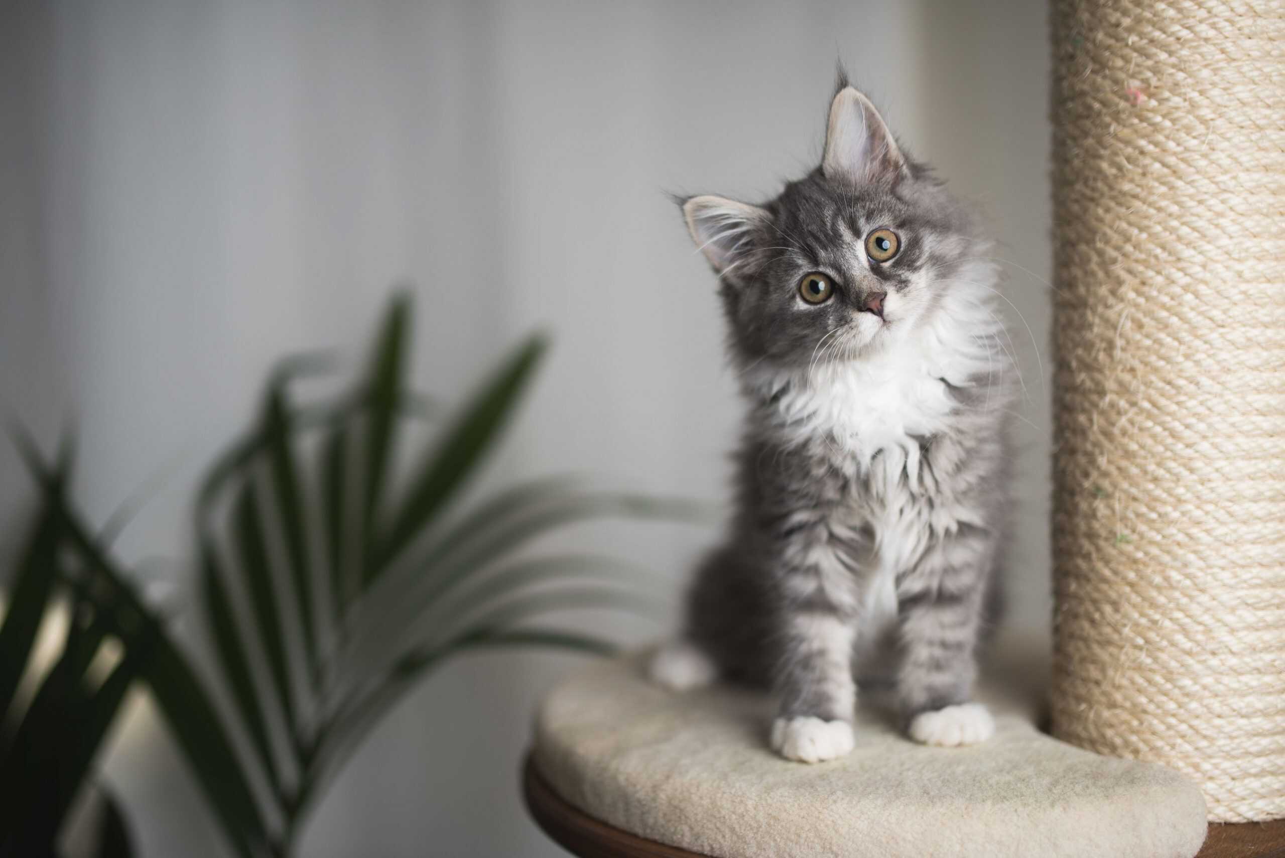 Indoor kitten.