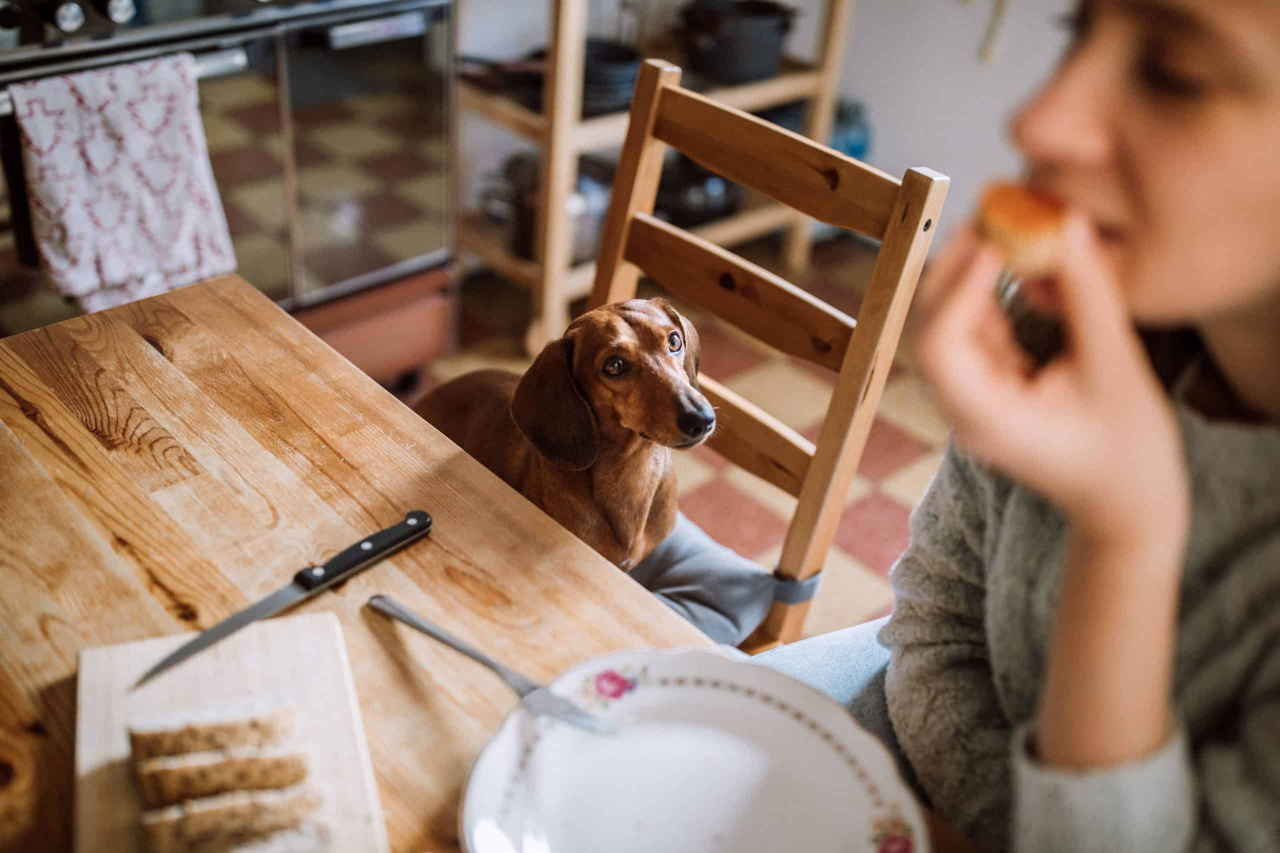 A dog sitting watching their human eat