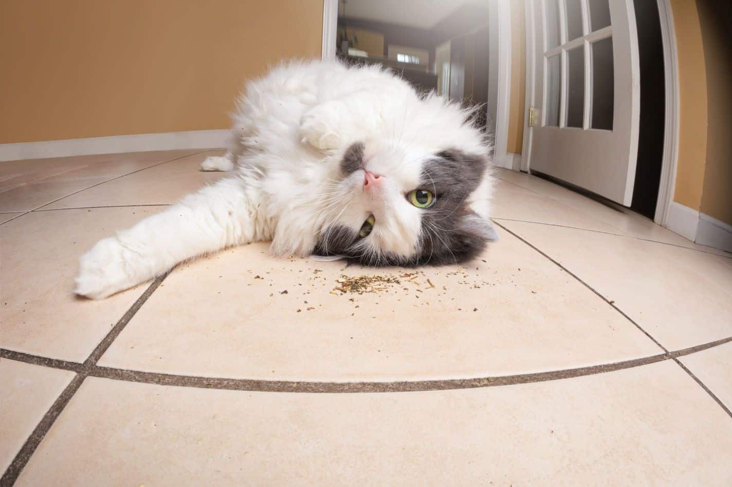 Cat on catnip.