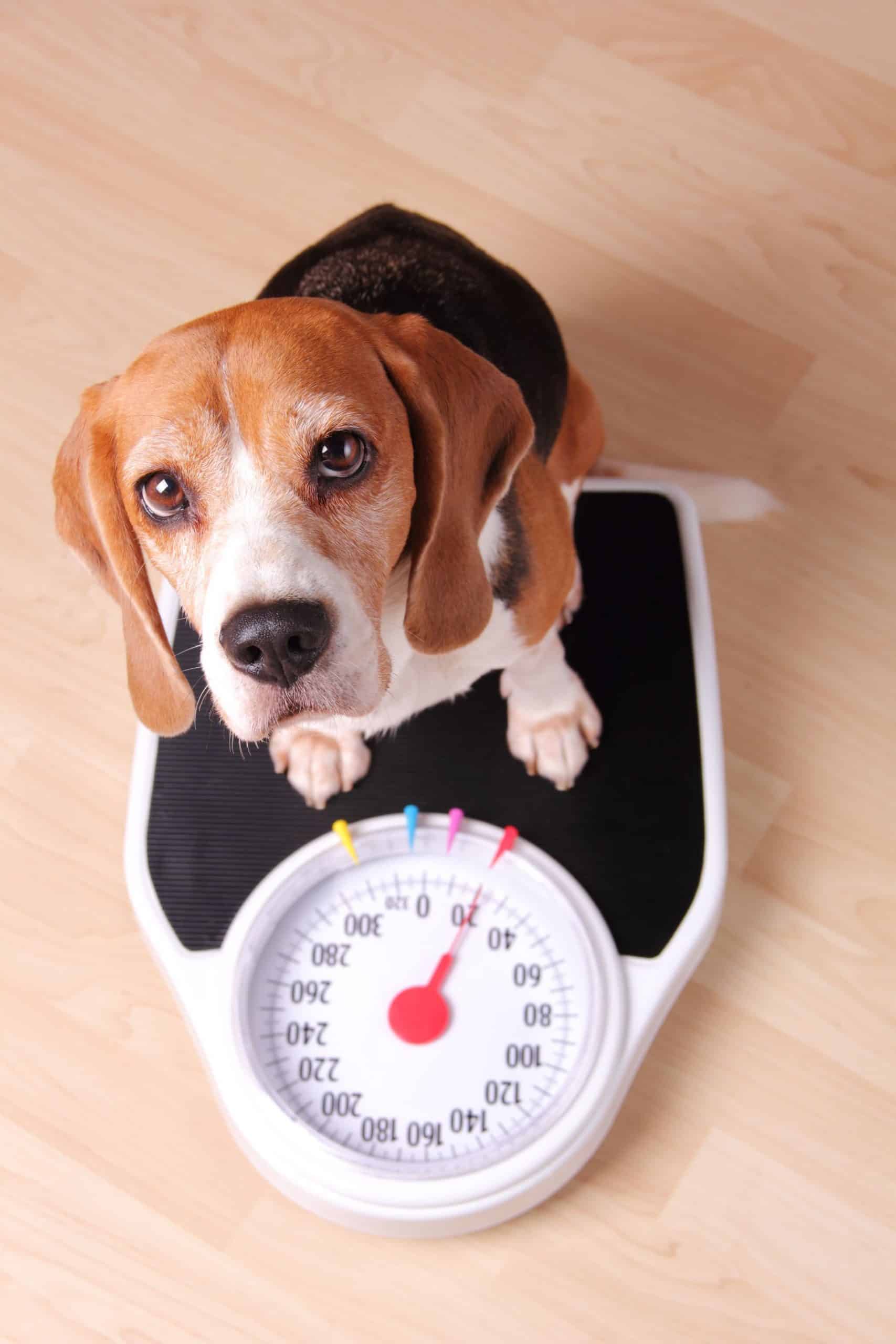 Dog on scale.