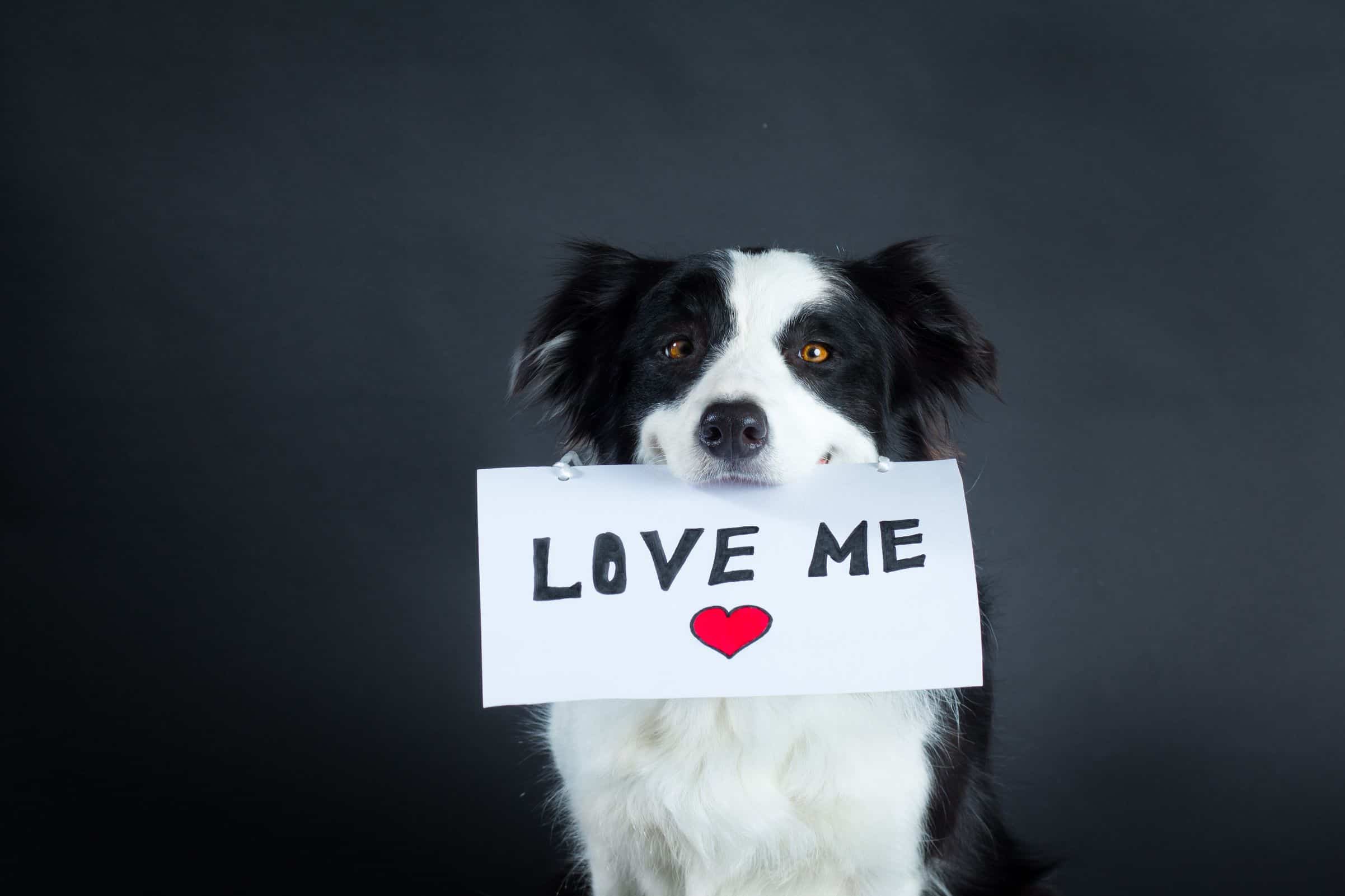 Dog for adoption.