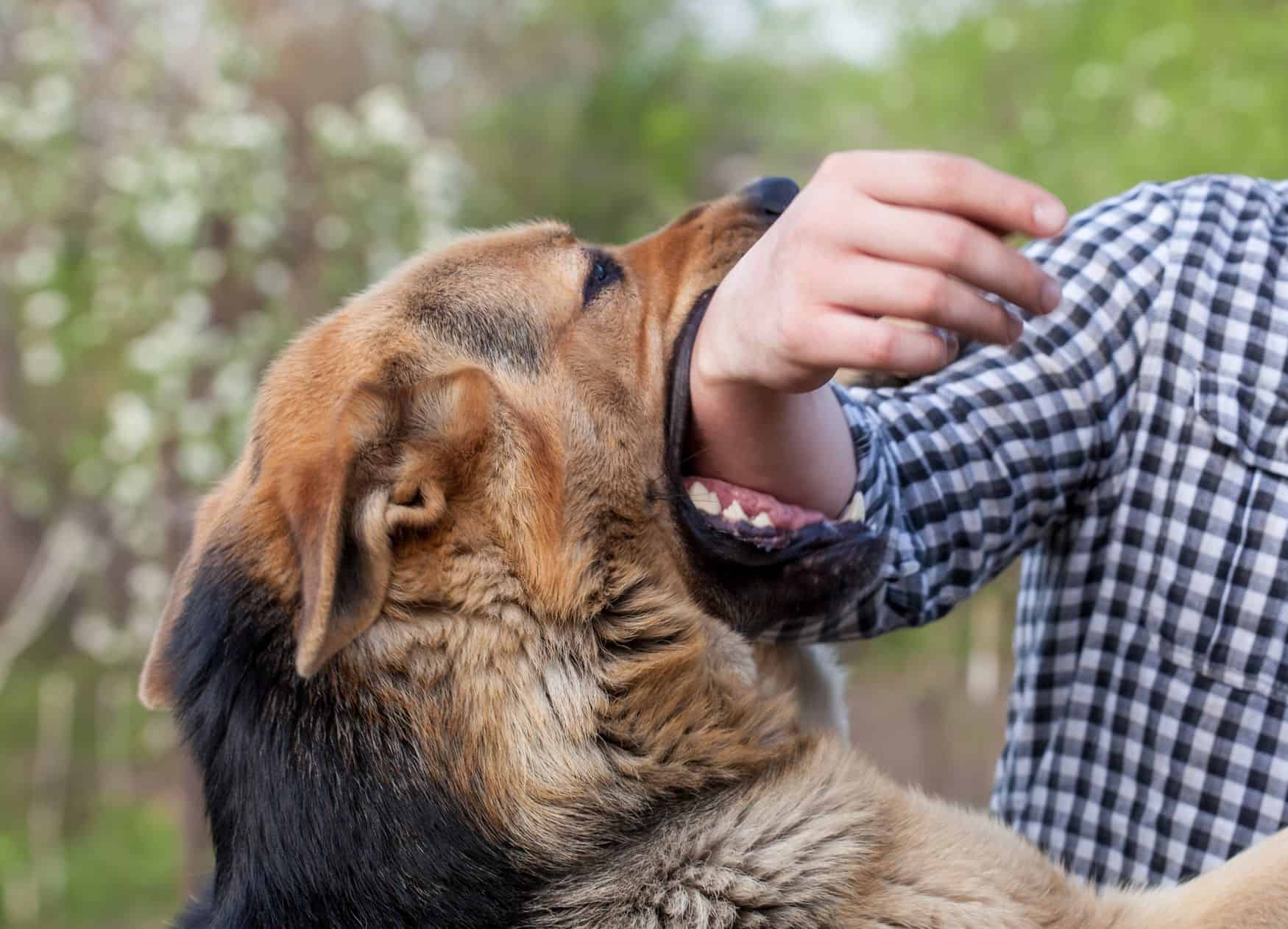 what to do if a neighbors dog bites you