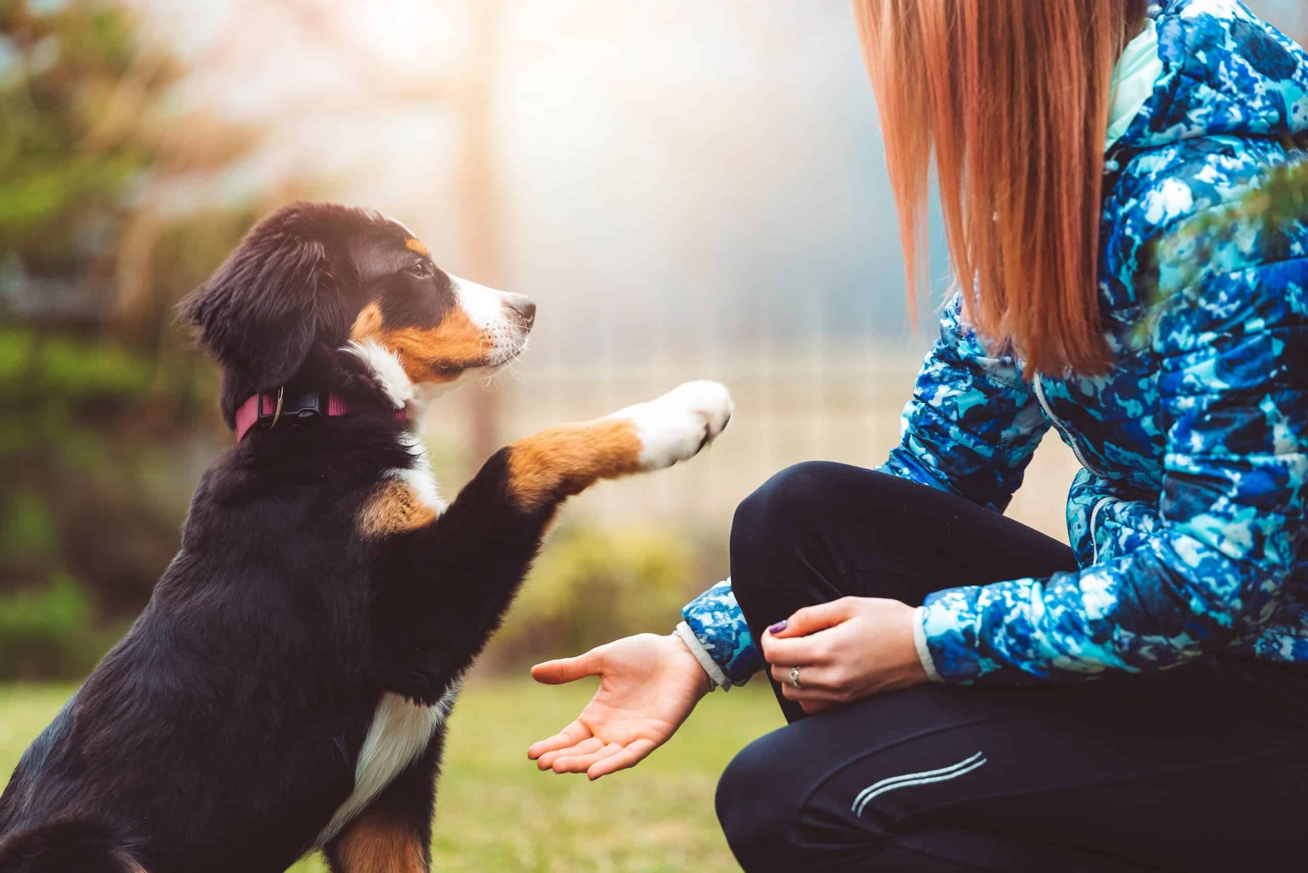 Teenage puppy.