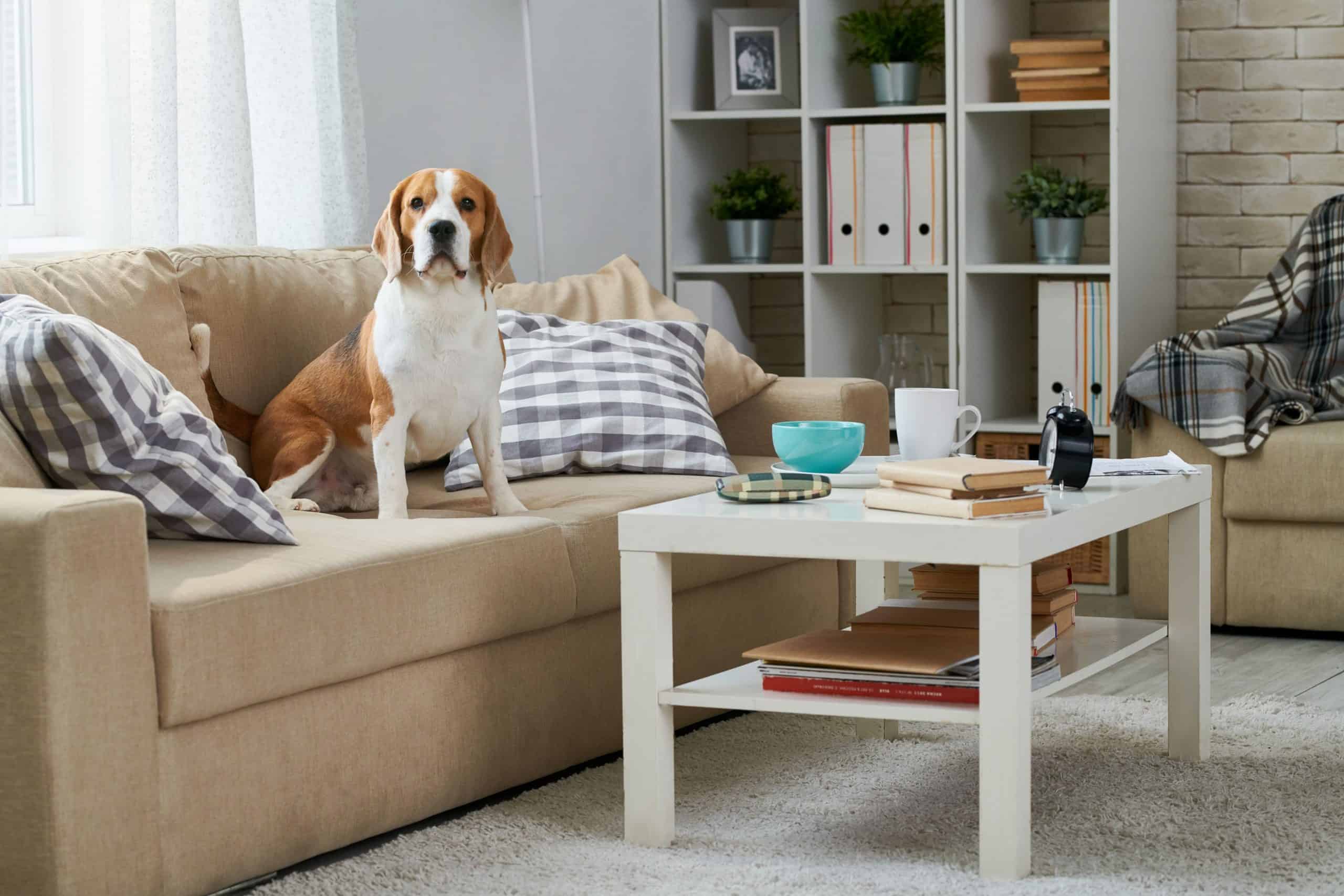 Dog on couch.