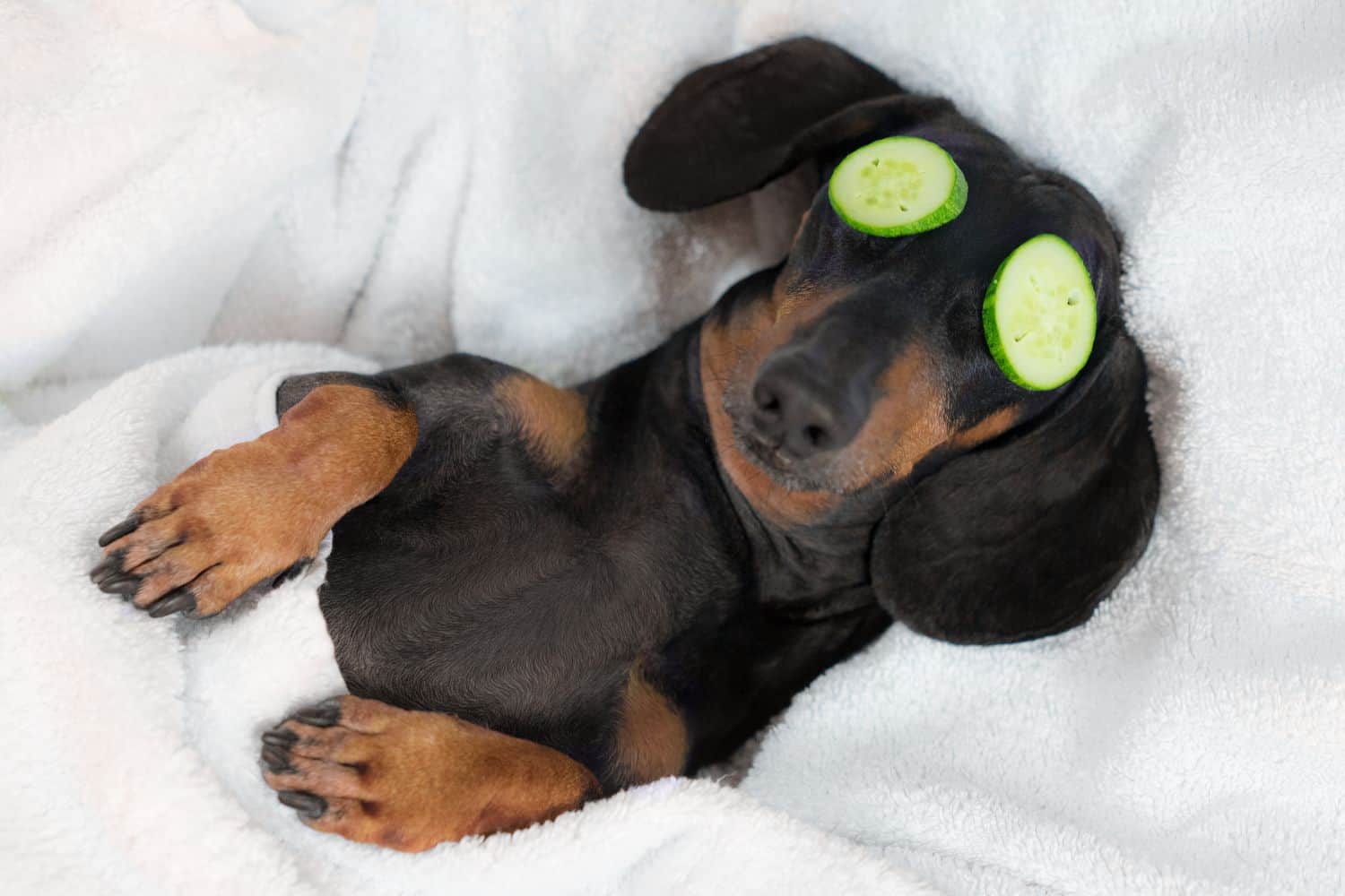 Pampered dog.