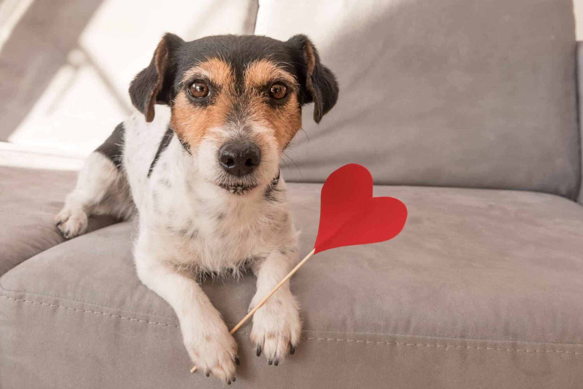 Dog heart murmur.