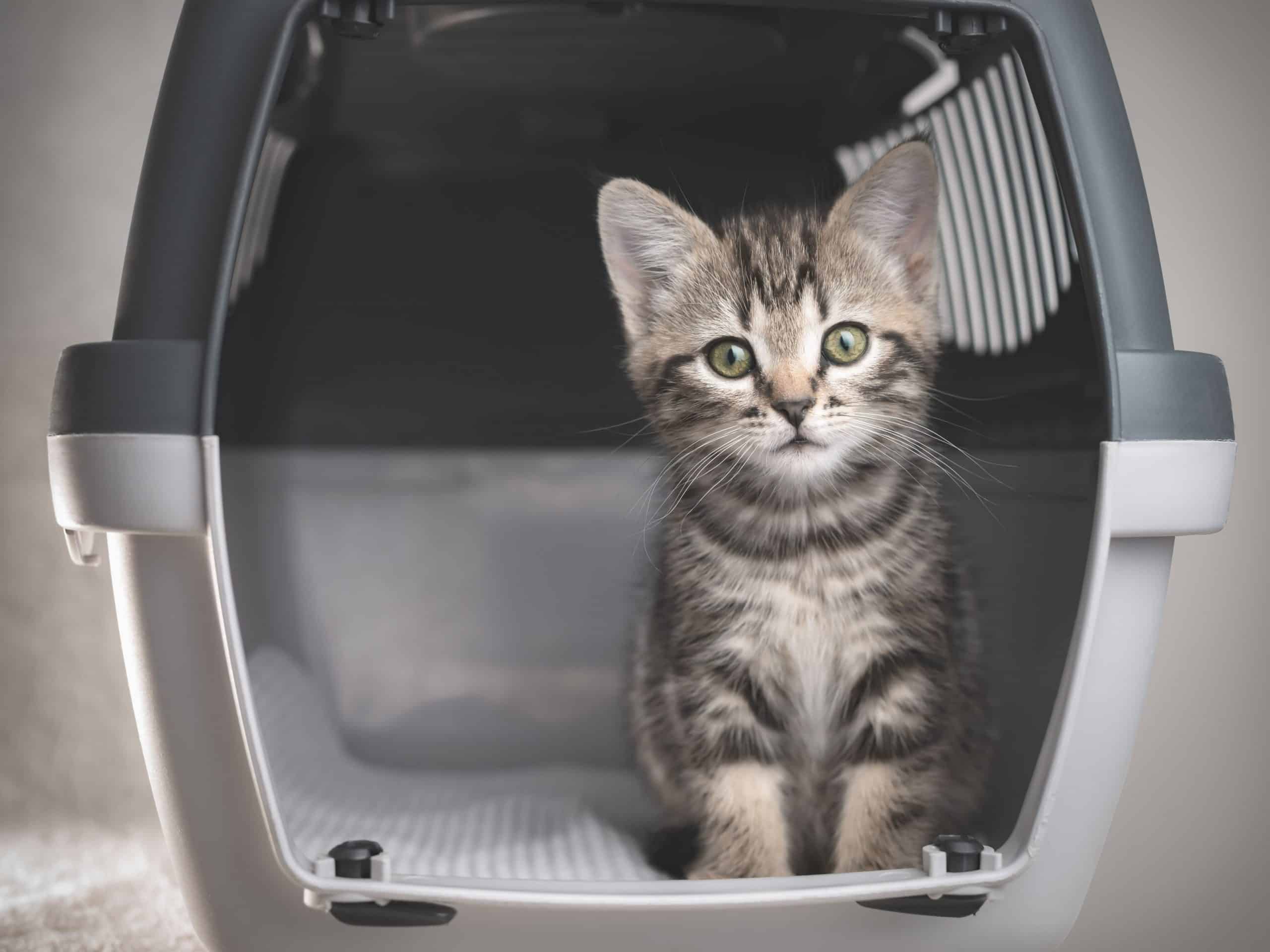 cat in carrier.