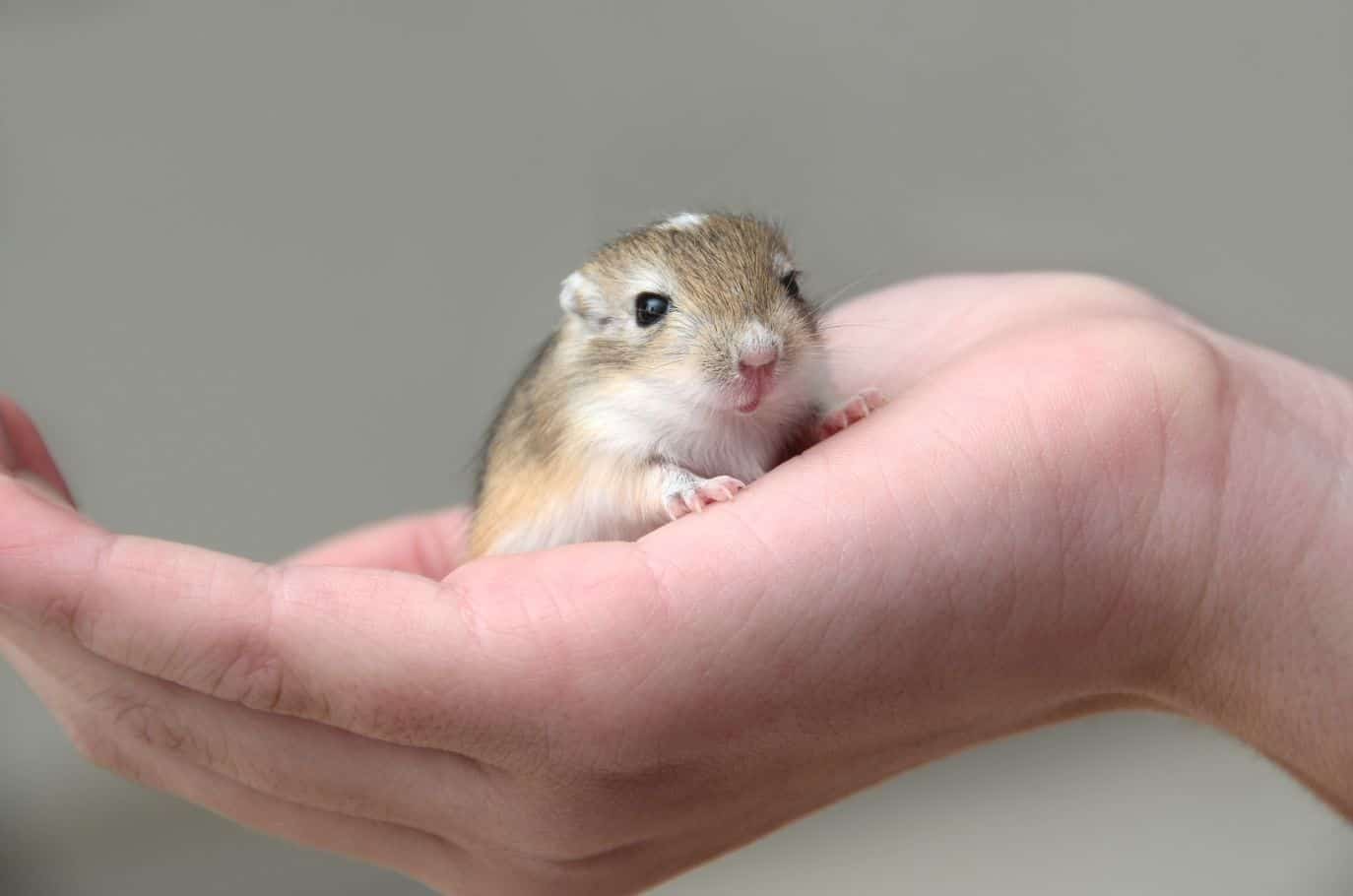 gerbil pocket pet
