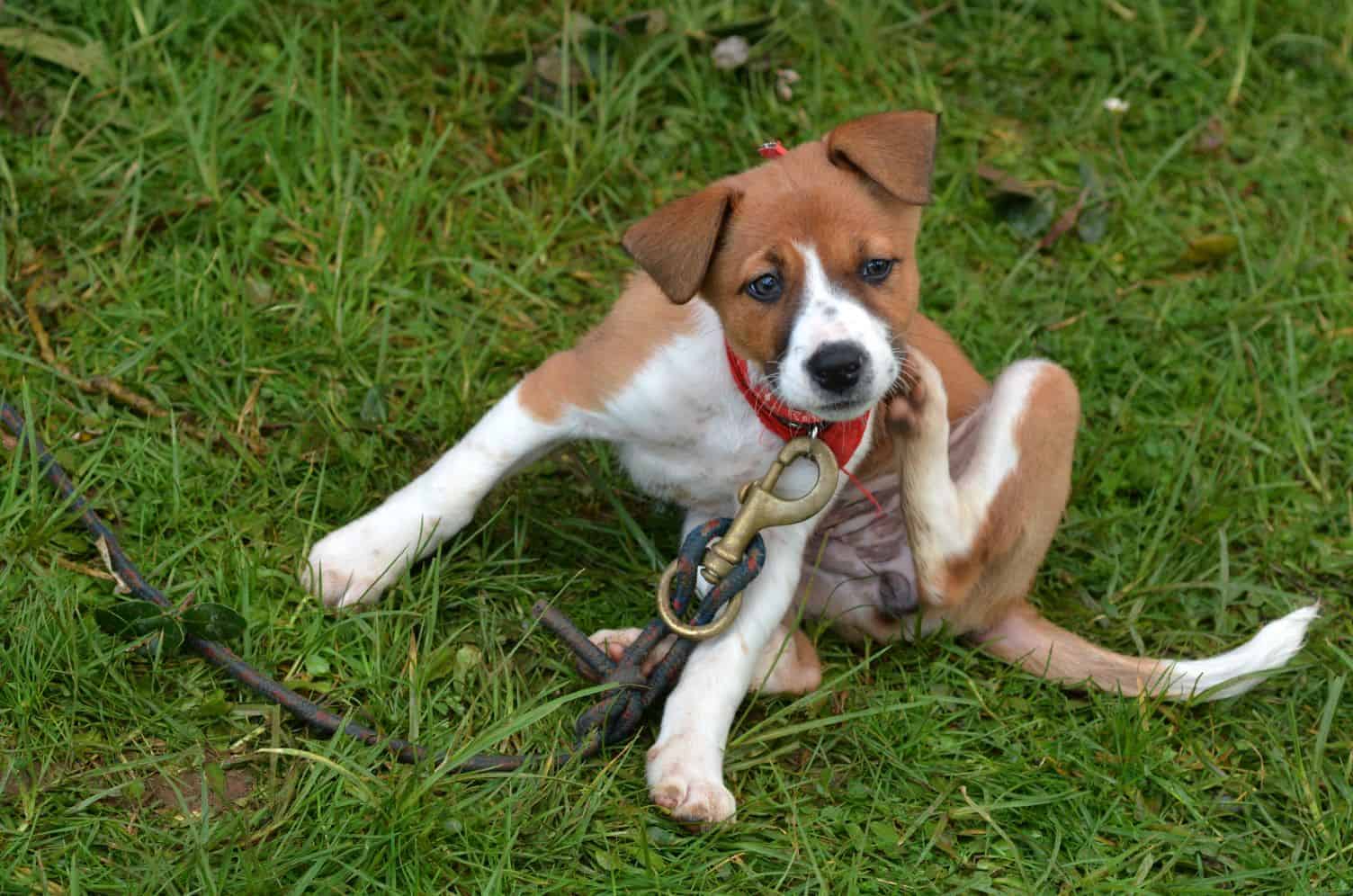 A dog scratching.