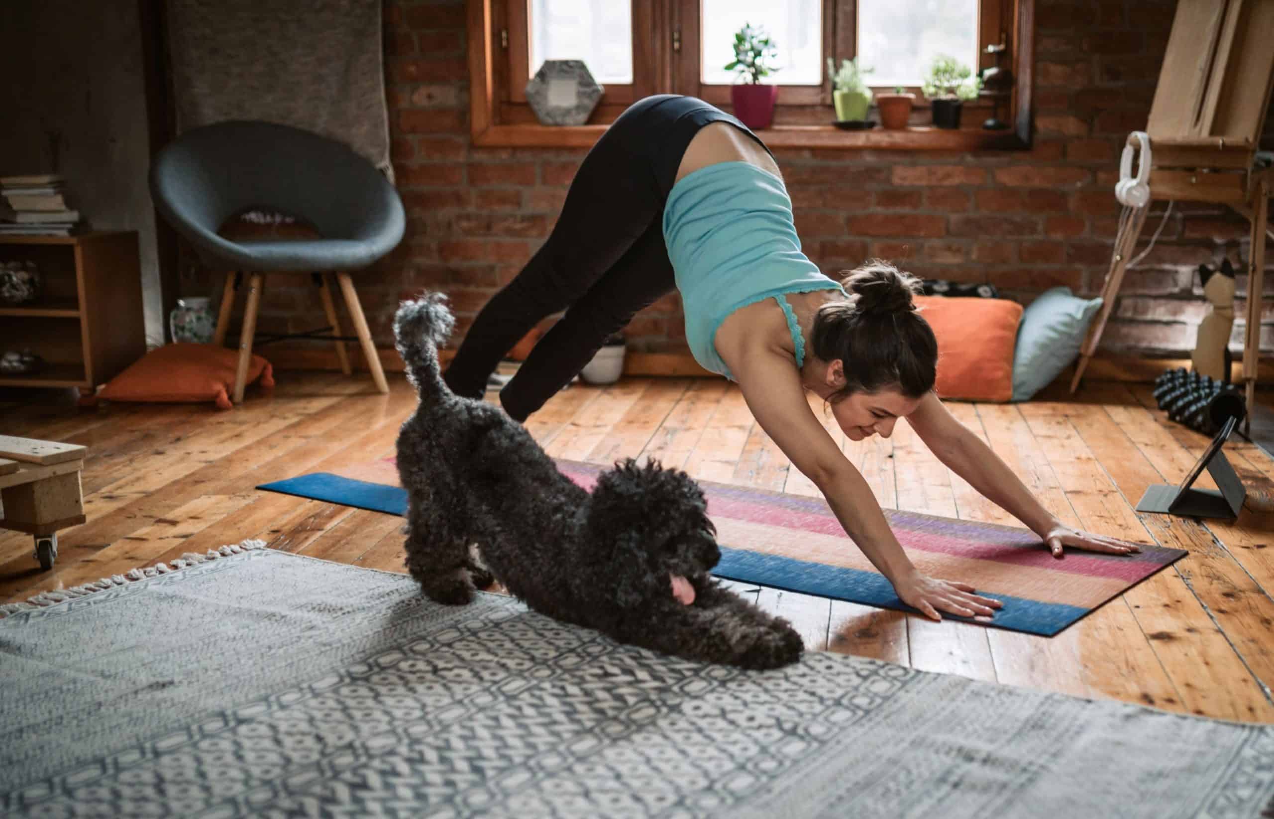 Dog stretching with owner.