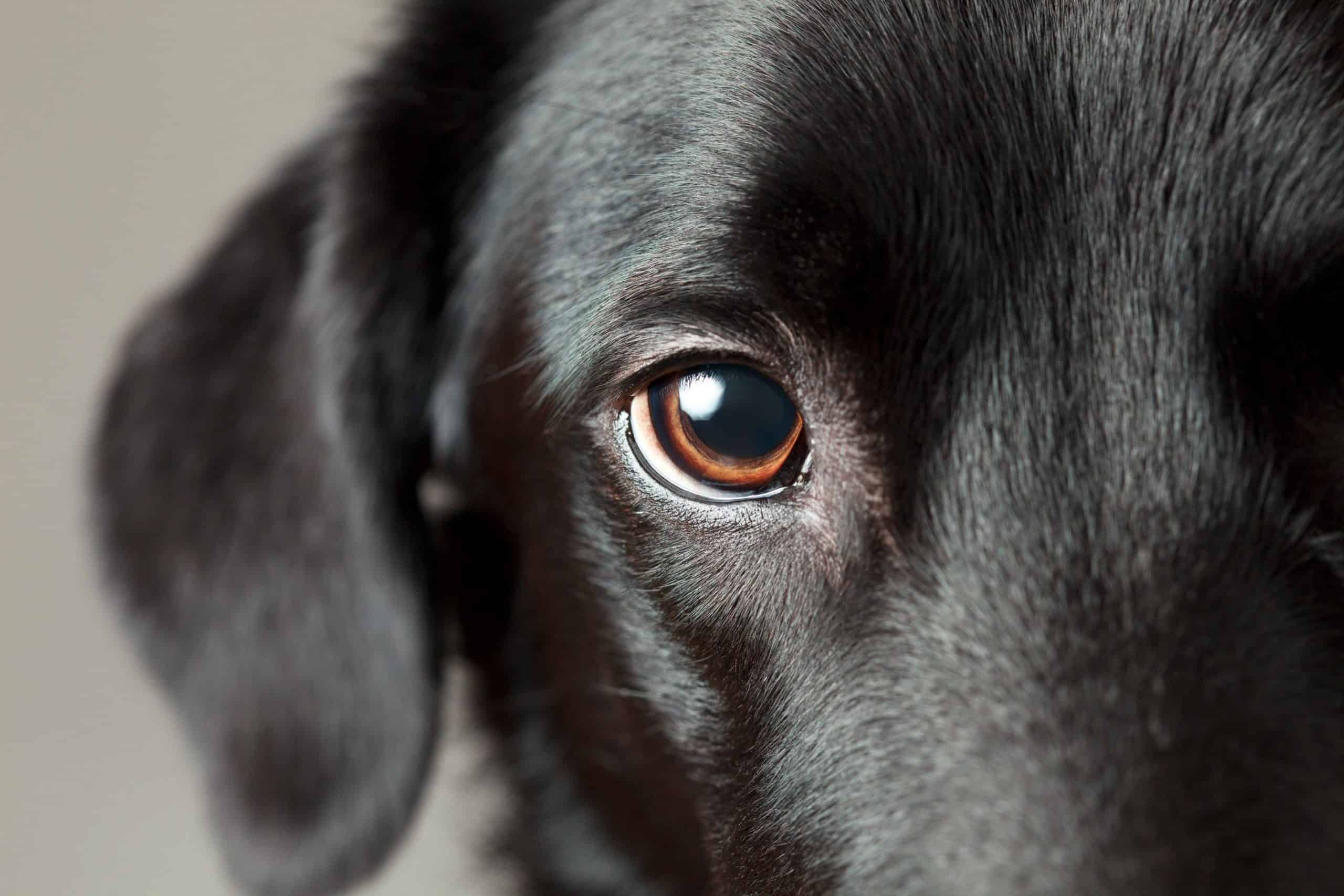 A dog with big eyes.