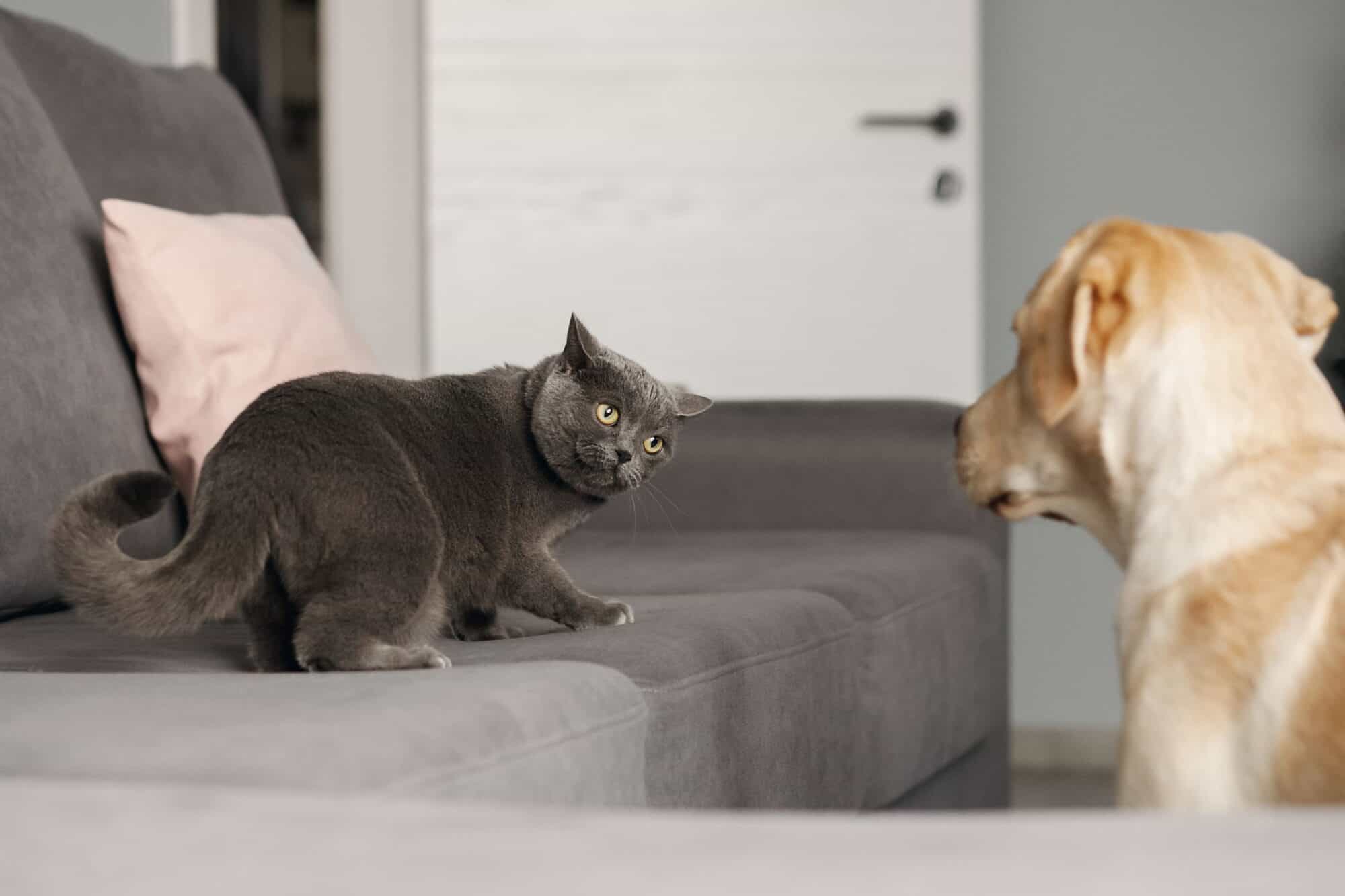 are dogs and cats living longer