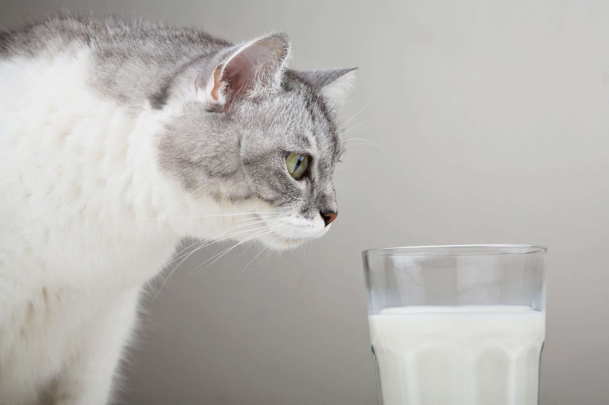 A cat checking out a glass of milk
