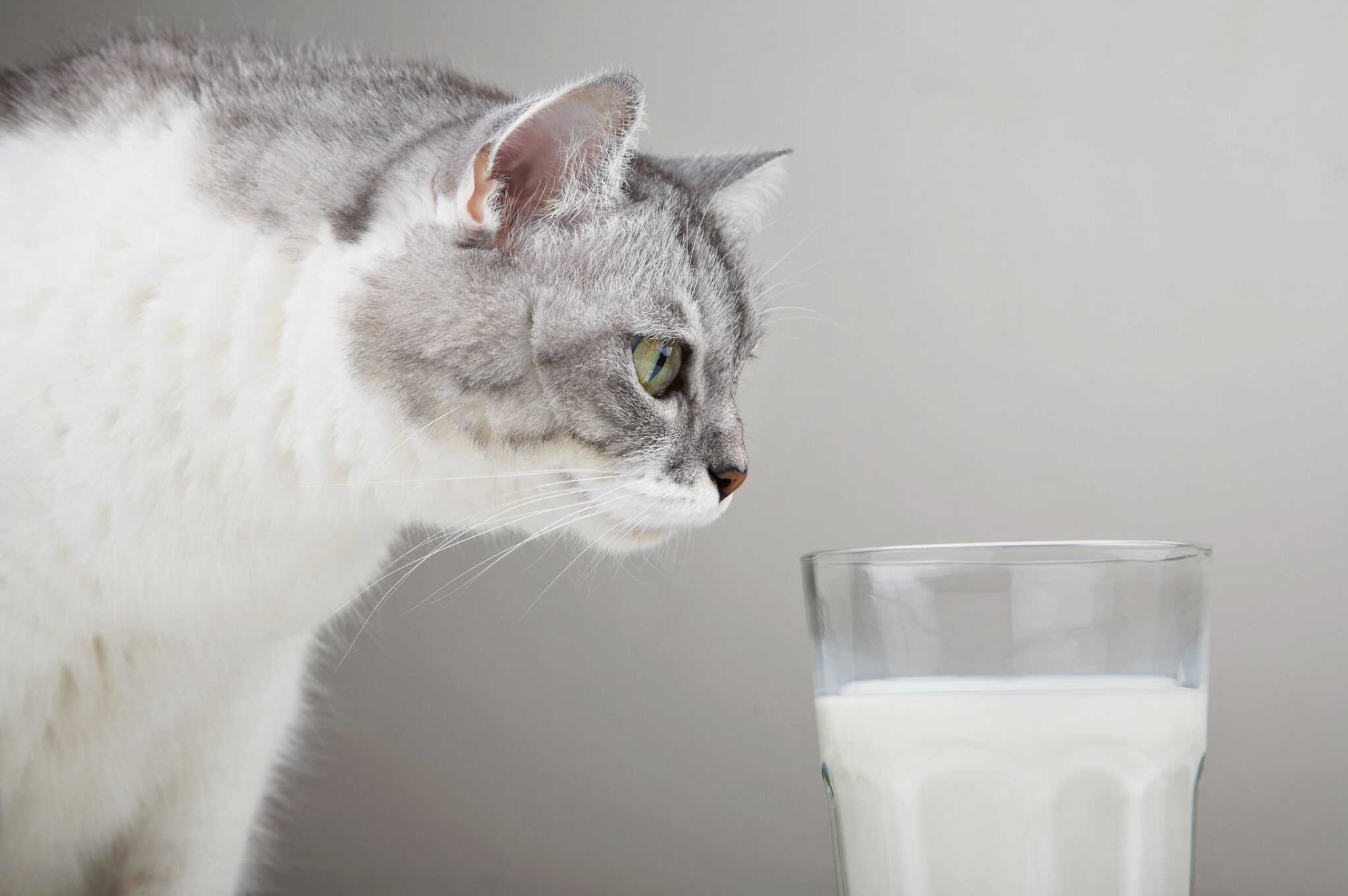 Почему котенок не пьет. Кошка и молоко. Котик лакает молоко. Котенок пьет молочко. Молочный кот.