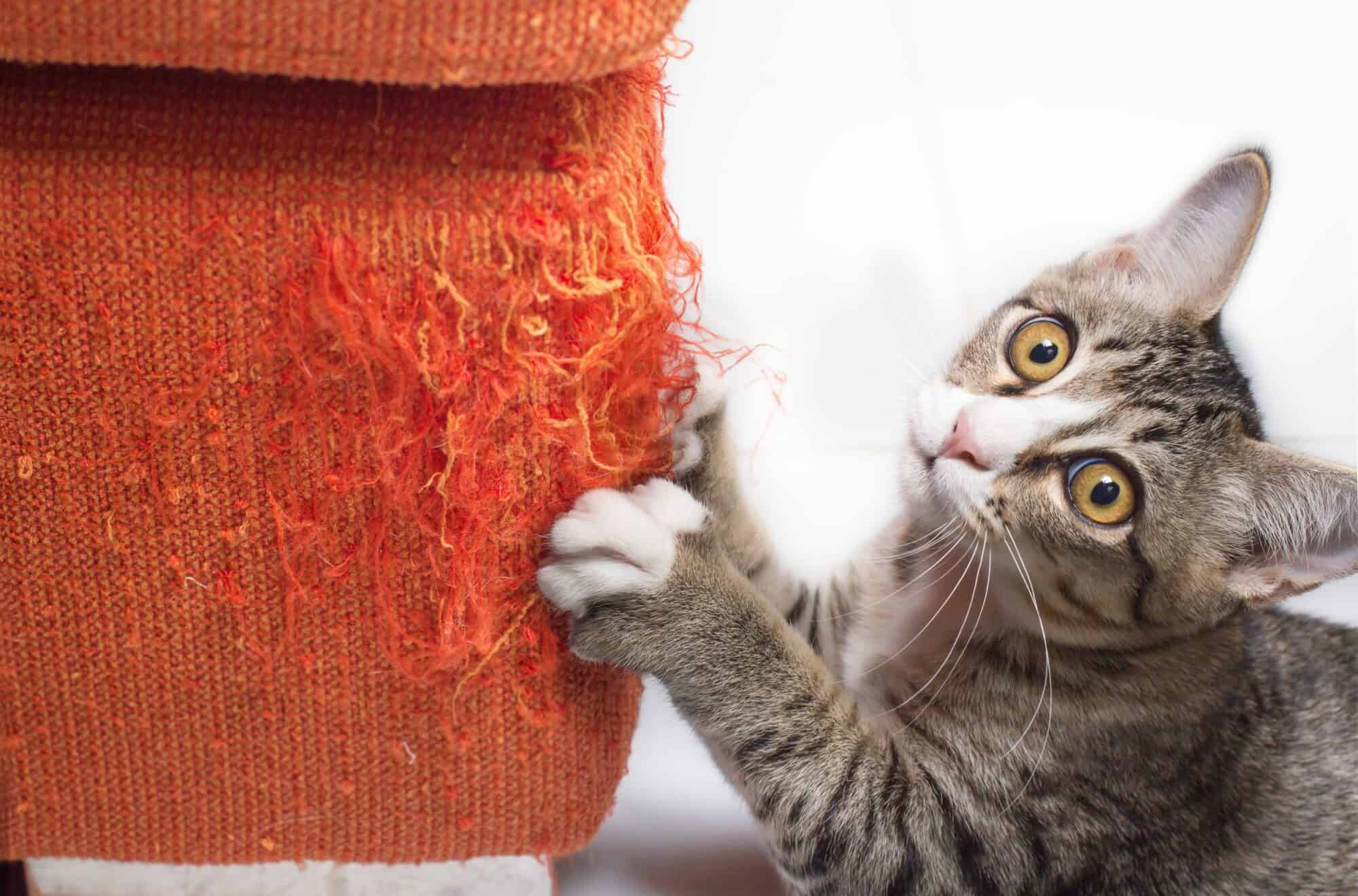 Кошка царапает мебель