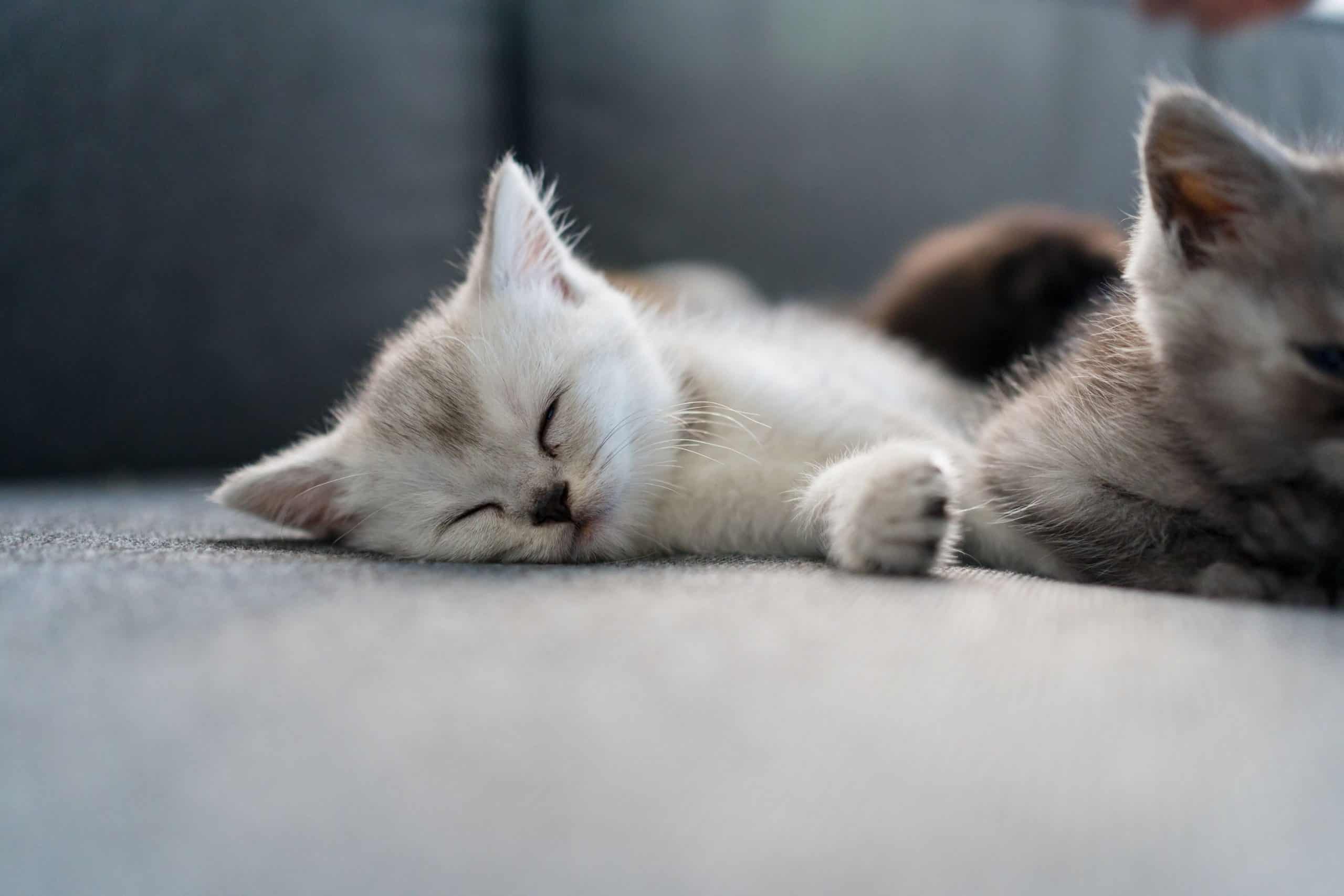 Kitten sleeping.