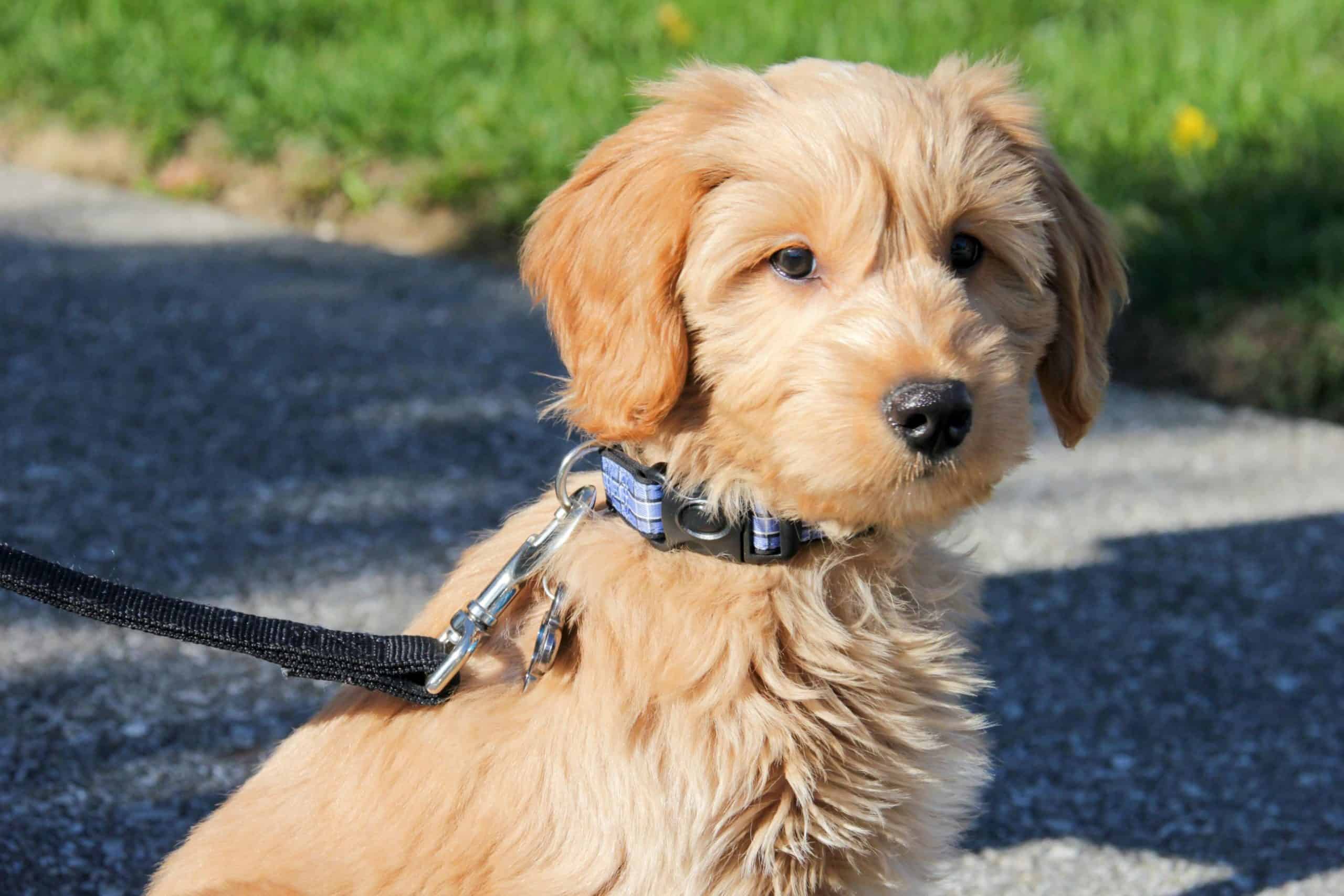 will my goldendoodle puppy stop shedding