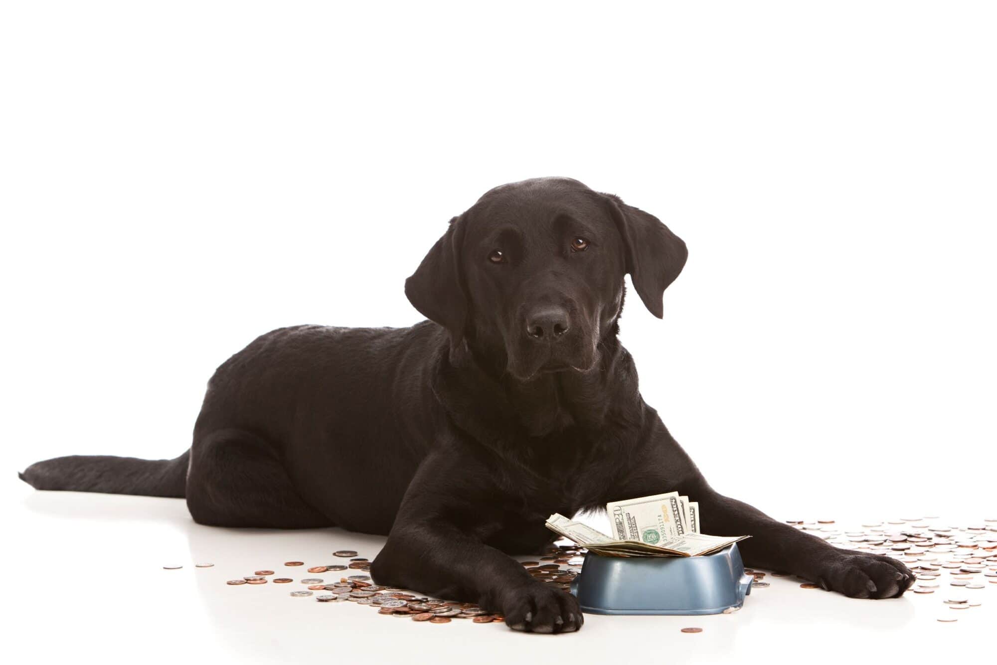 Budgeting for a pet.