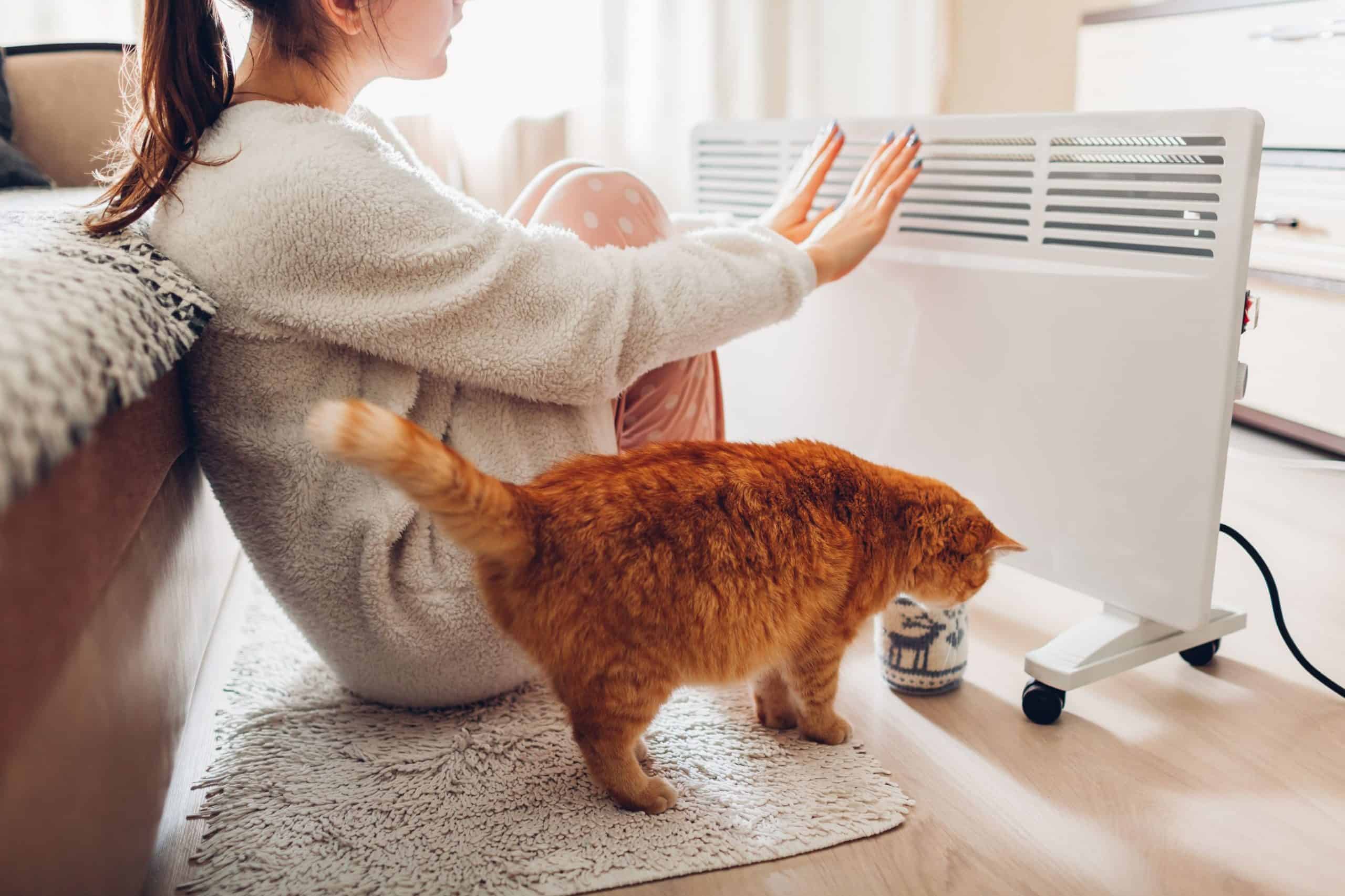 Warm cat.