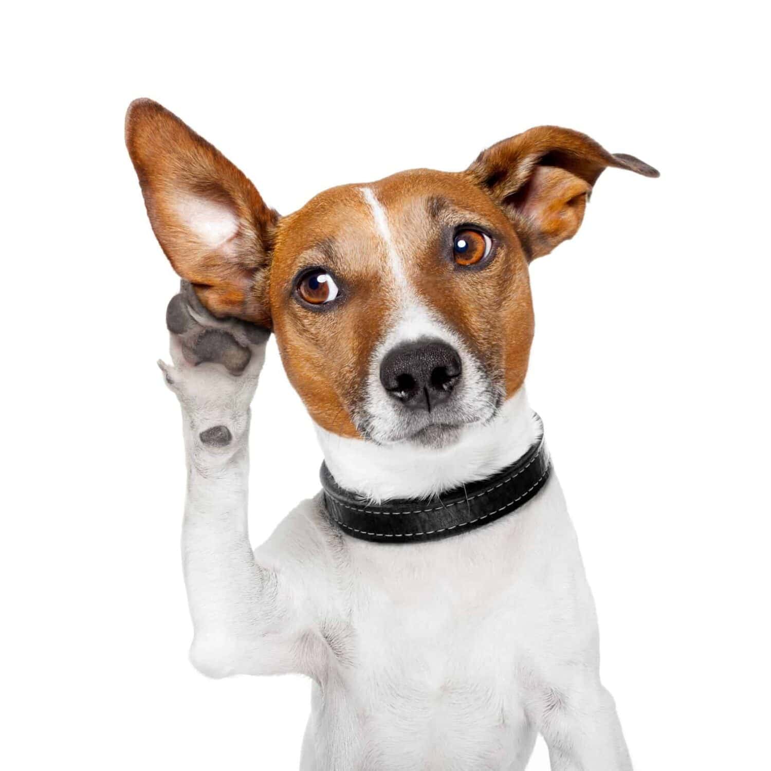 Deaf pets