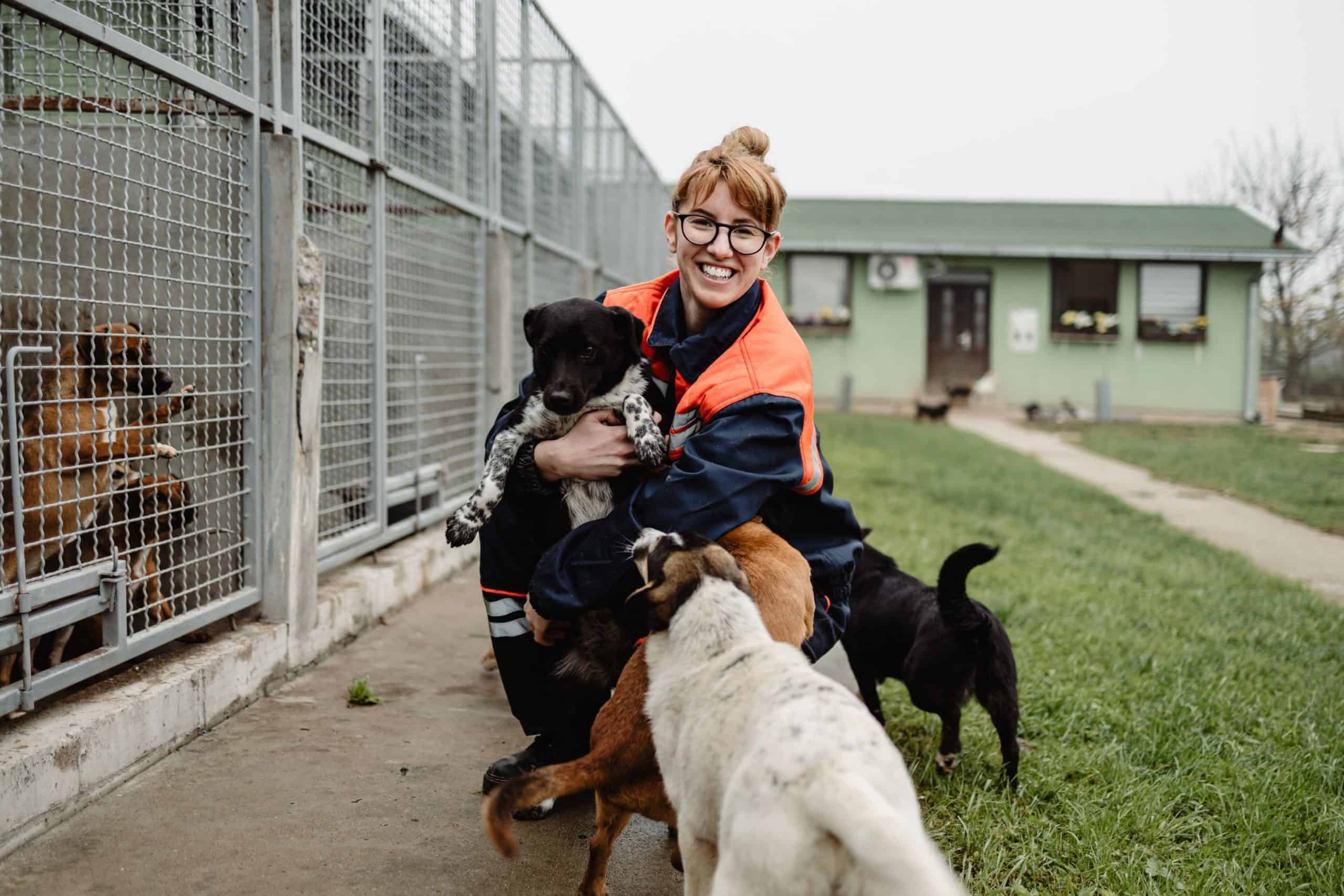 Animal shelter volunteer.