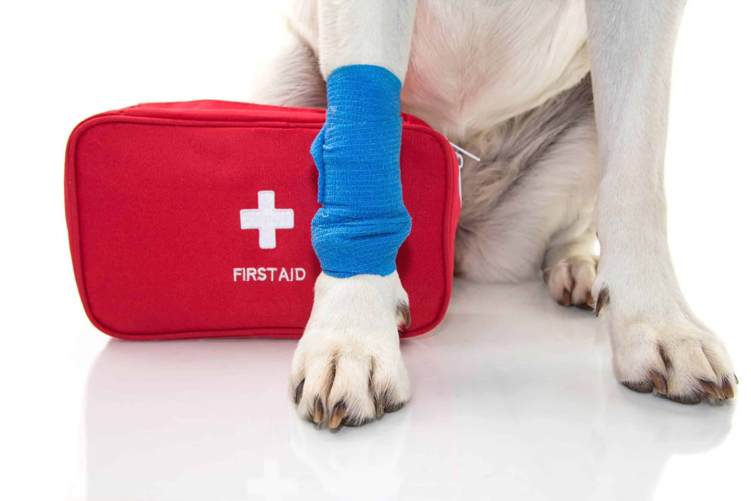 Pet first aid.