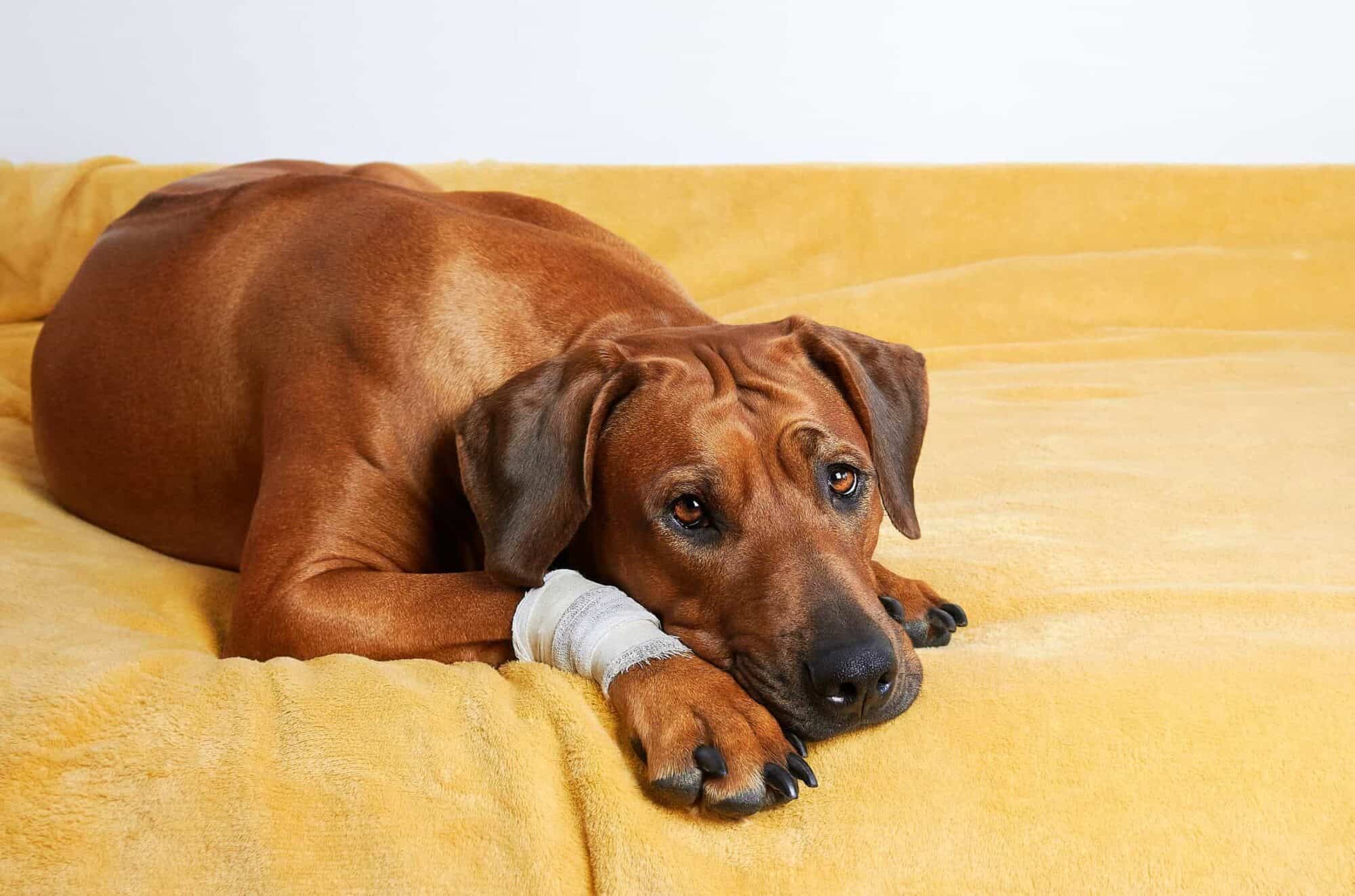 Pet emergency.