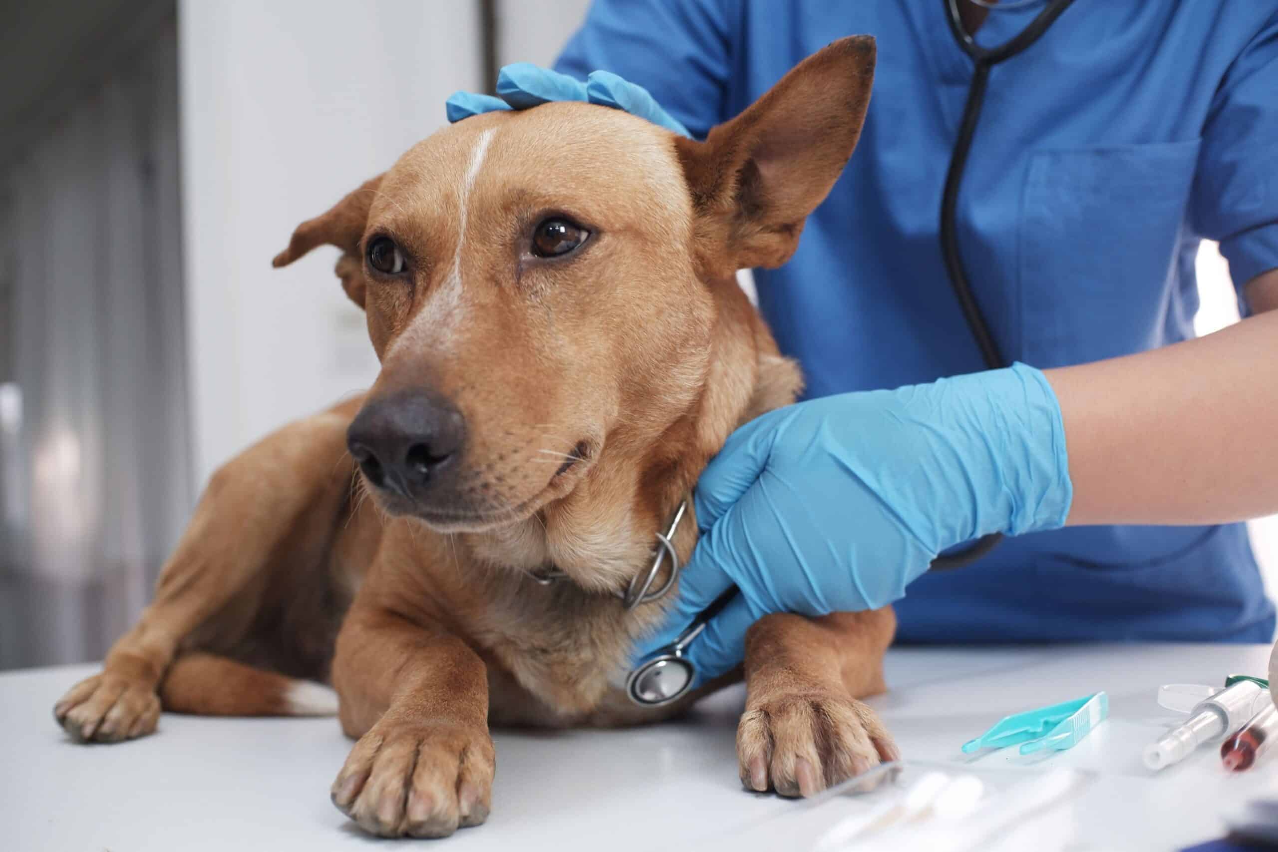emergency veterinary diagnostics.