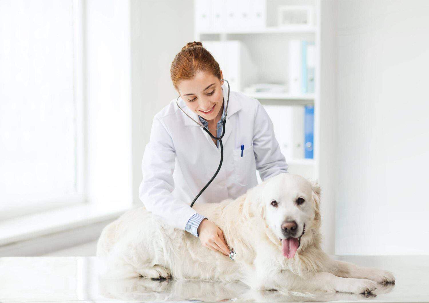 Understanding Pet Microbiomes: How Gut Health Affects Overall Well ...
