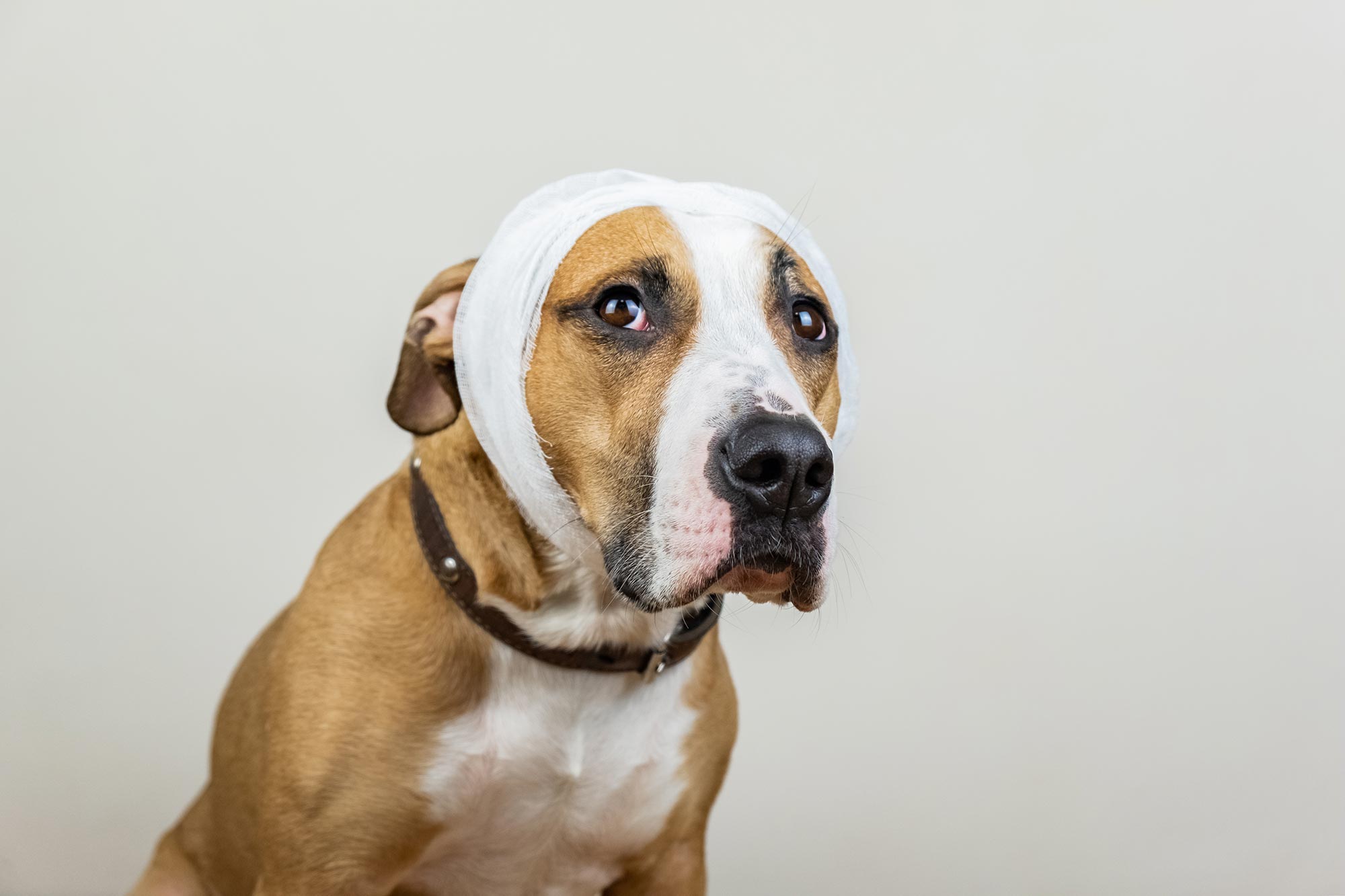 Traumatic Brain Injuries in Pets: What Owners Need to Know