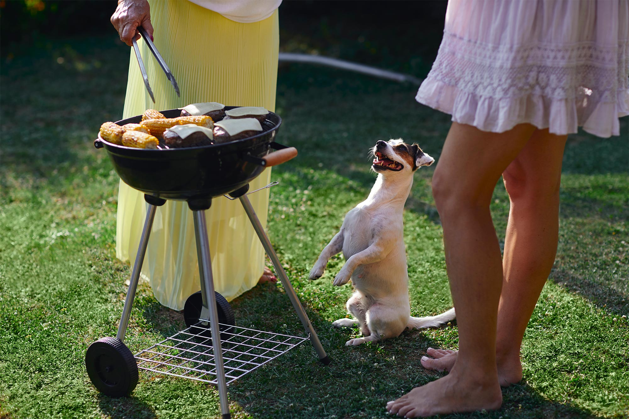 July BBQ Hazards: Foods That Send Pets to Urgent Care