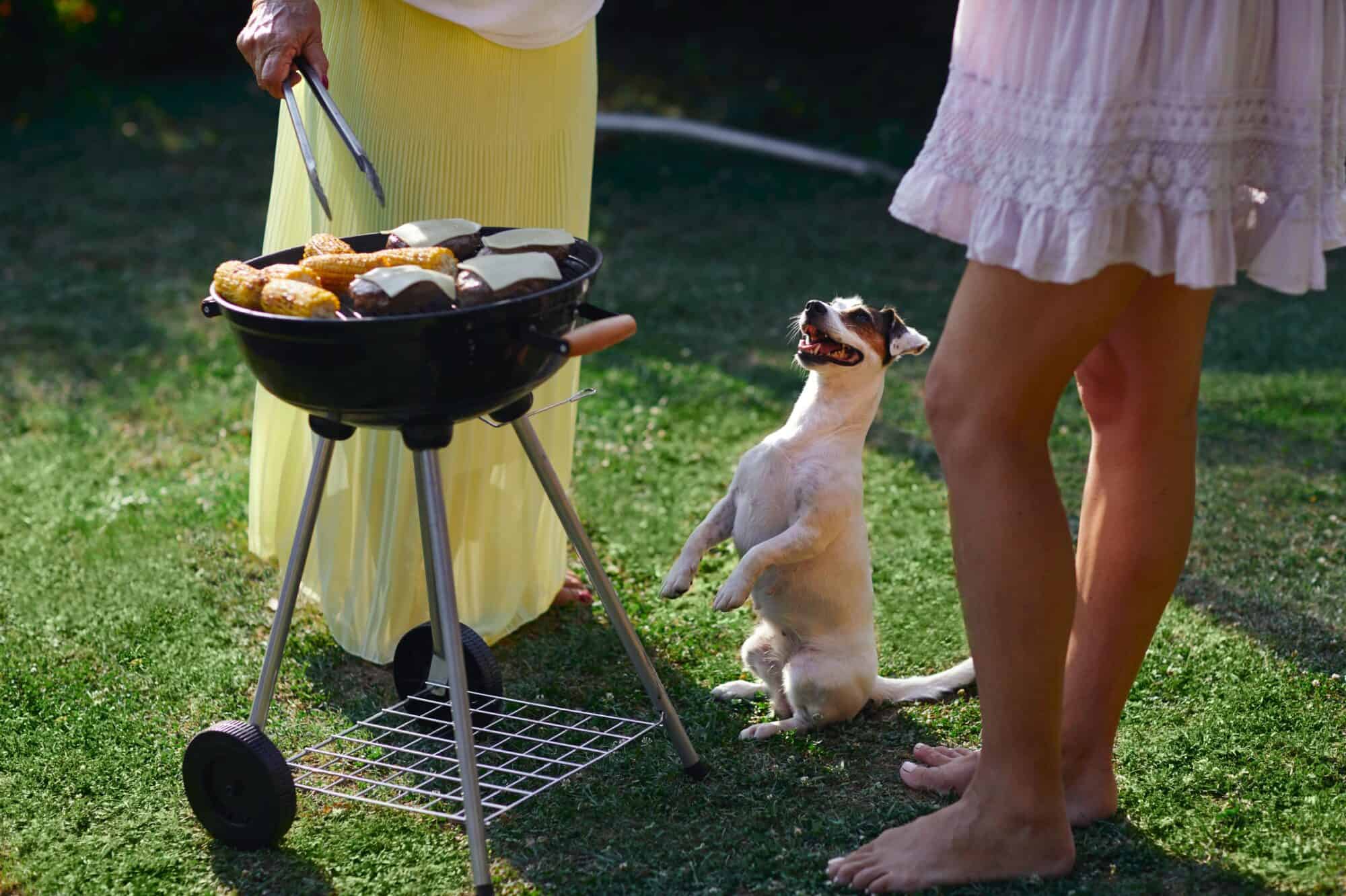 July BBQ Hazards: Foods That Send Pets to Urgent Care
