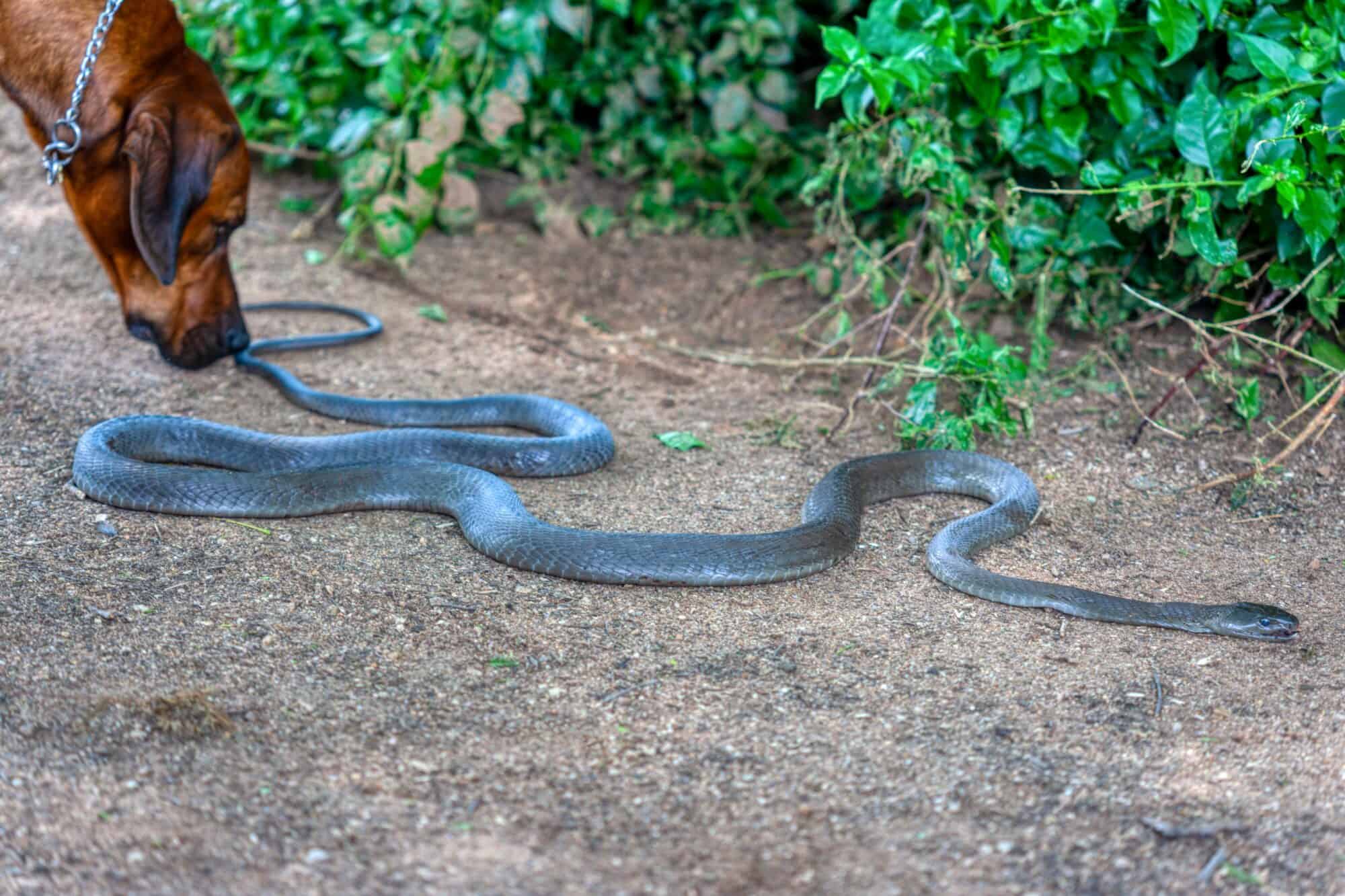 Snake Bites and Pets: What to Do in an Emergency