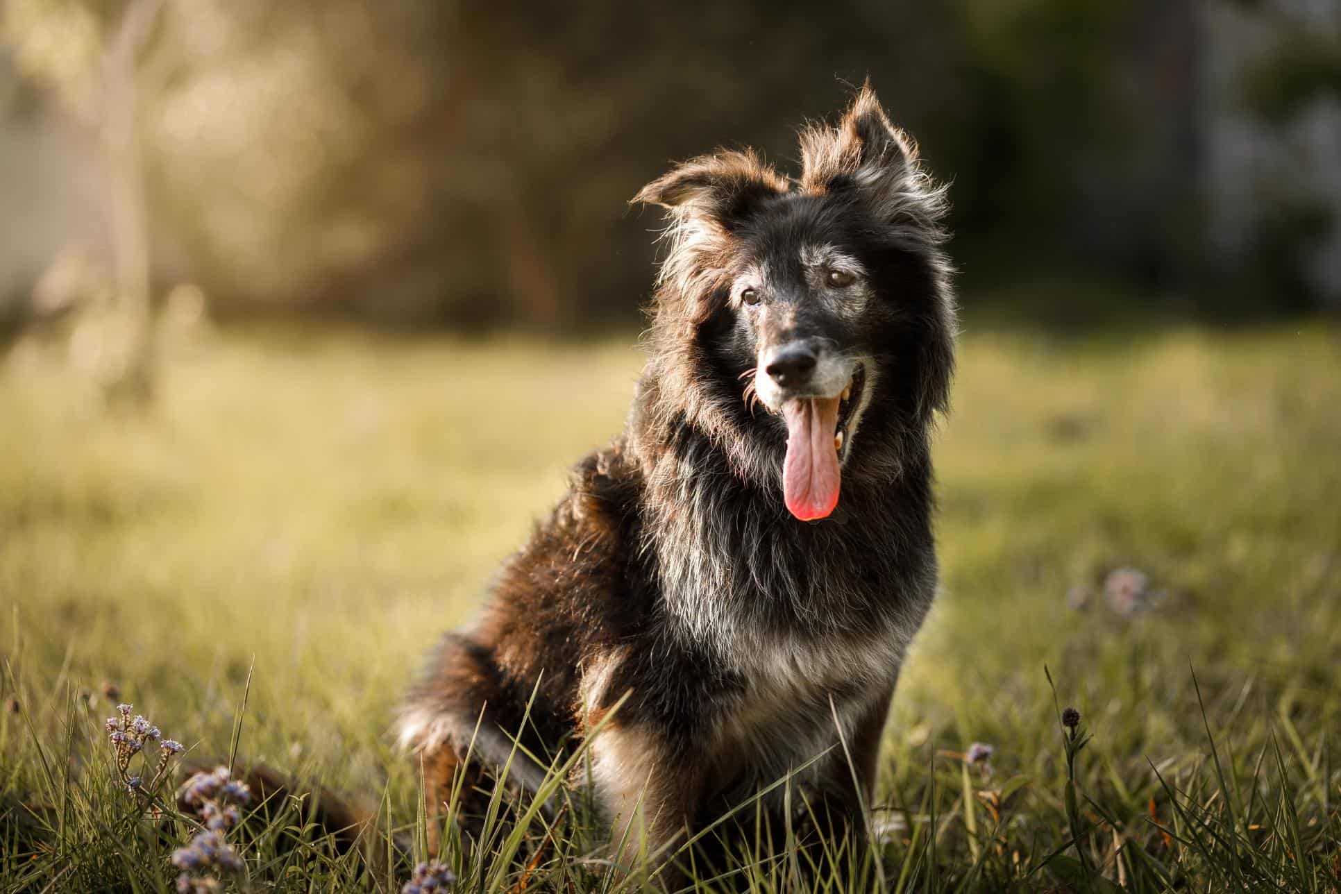 The Importance of Monitoring Kidney Values in Older Pets