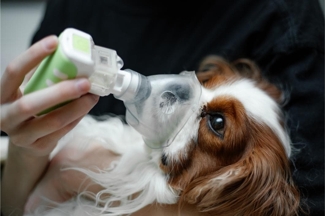 Respiratory Distress in Dogs and Cats: Recognizing Breathing Emergencies Before It’s Too Late