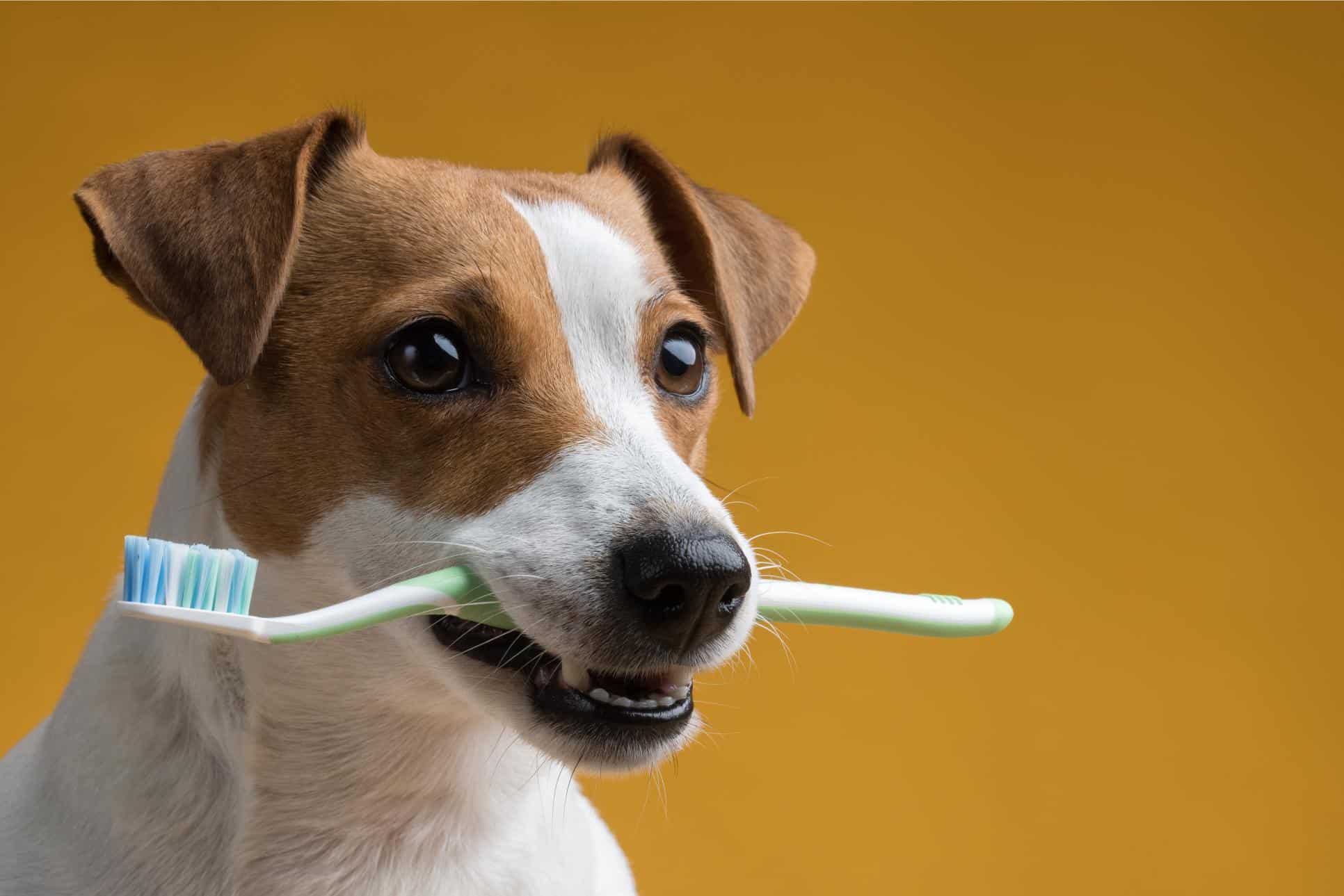 Dog dental care.