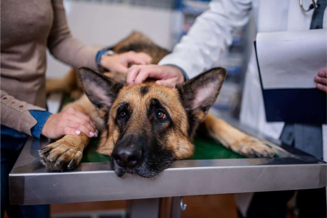 Foreign Body Ingestion: The Most Common Objects Pets Swallow
