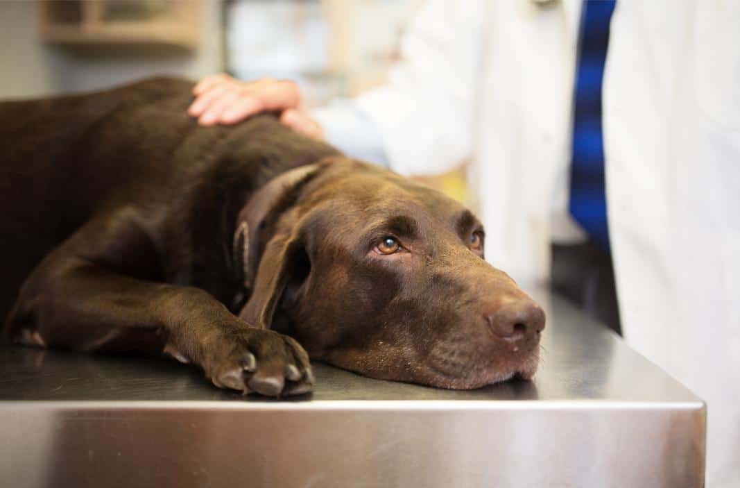 Dog at urgent care.