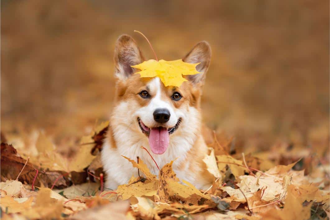 corgi in leaves.