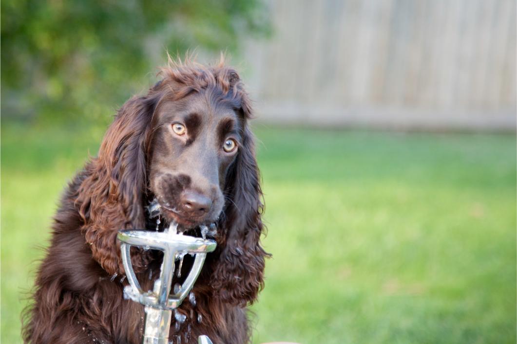 Close-up of a cocker spaniel drinking water..