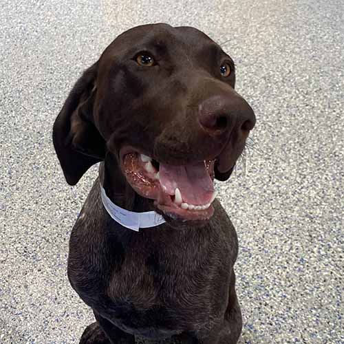 A happy Dog A happy Dog