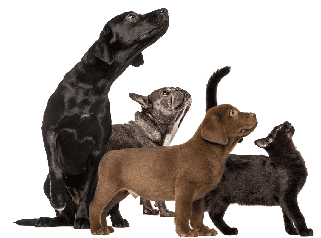 Dogs, puppies and cats together Dogs, puppies and cats together