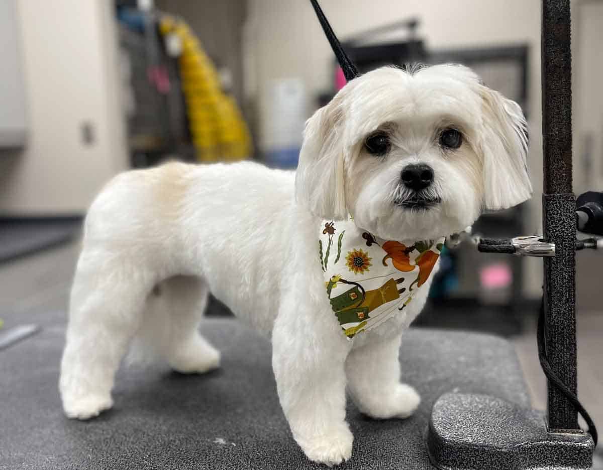 Beautifully groomed small white dog Beautifully groomed small white dog