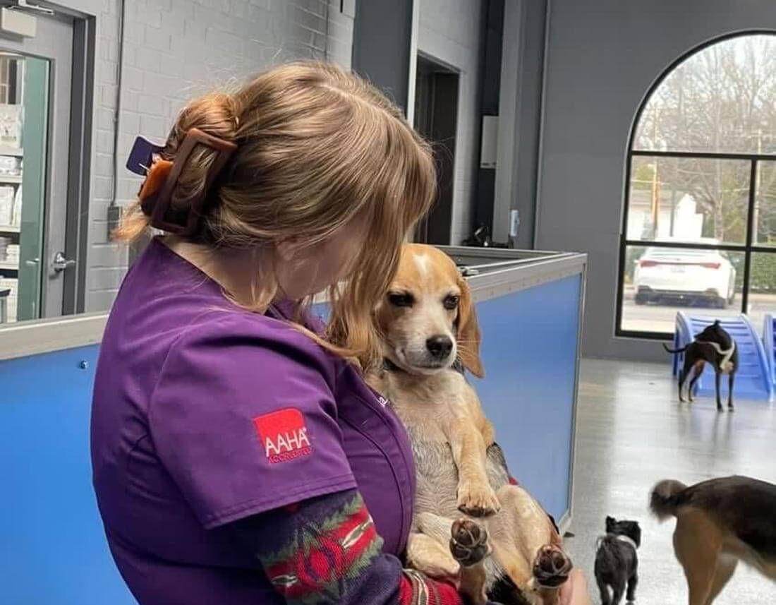 A dog being cuddled at camp A dog being cuddled at camp