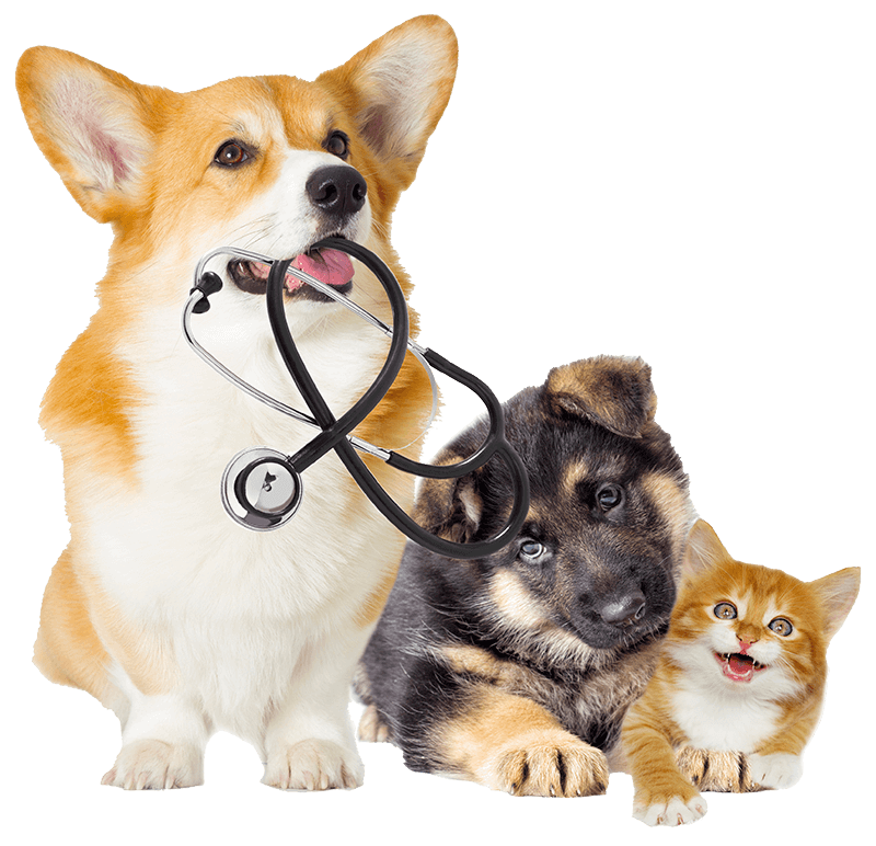 Puppies and a kitten