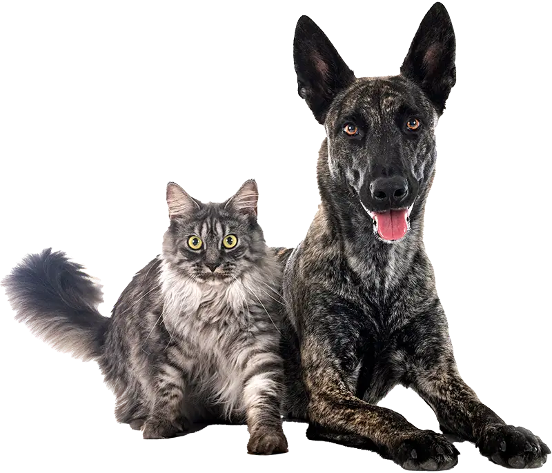 Cat and dog Cat and dog