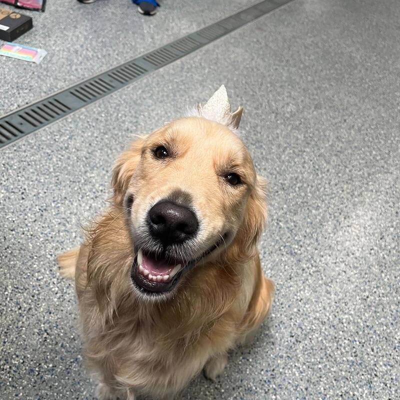 A golden retriever A golden retriever